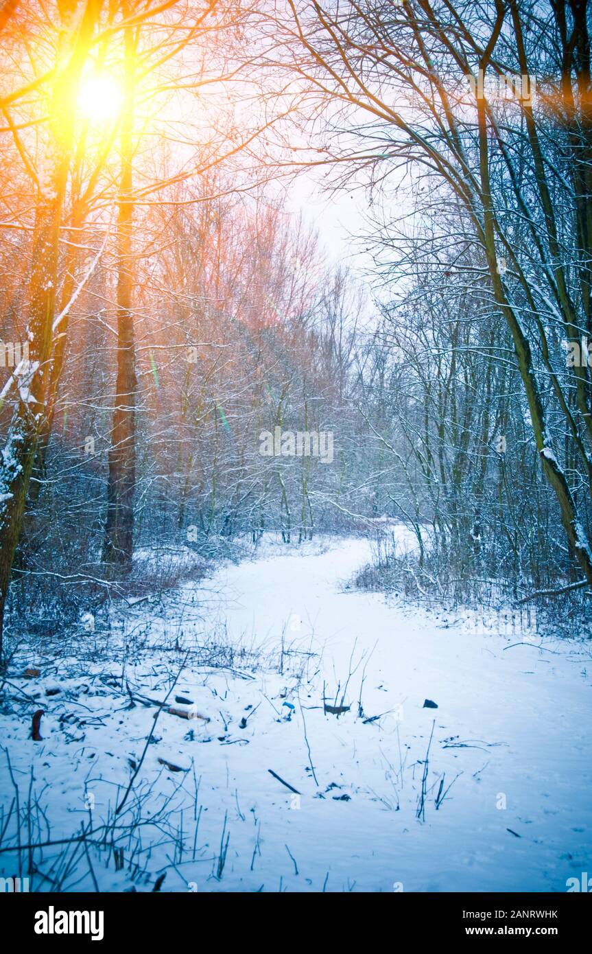 Winterlandschaft mit Sonne hinter Bäumen Stockfoto