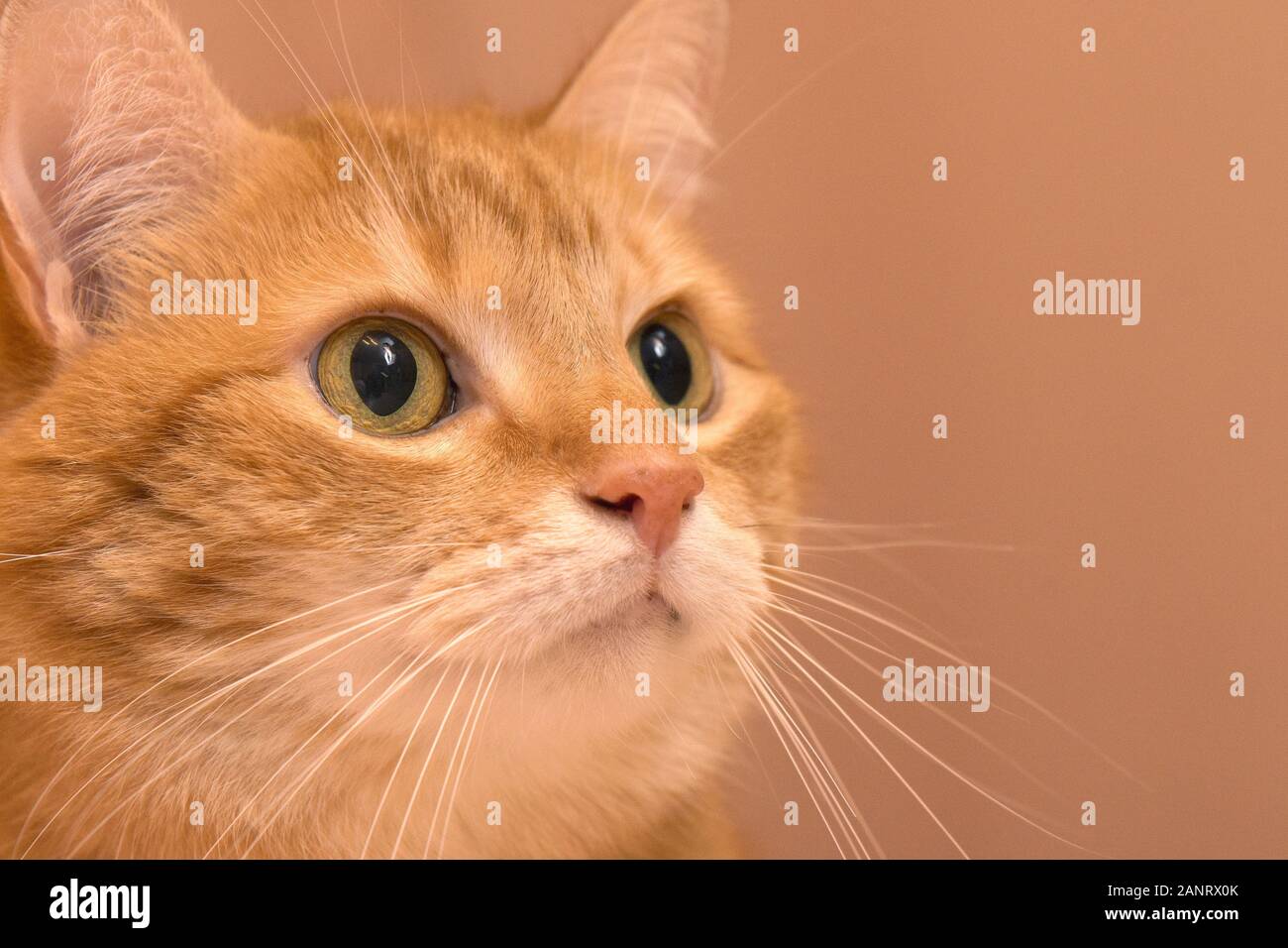 Lustige rote Katze in gemütlicher Atmosphäre. tabby Ginger cat. Suche Ingwer Katze, sitzend auf dem Stuhl. Gerne orange Katze sitzt auf dem Stuhl und ein Stockfoto