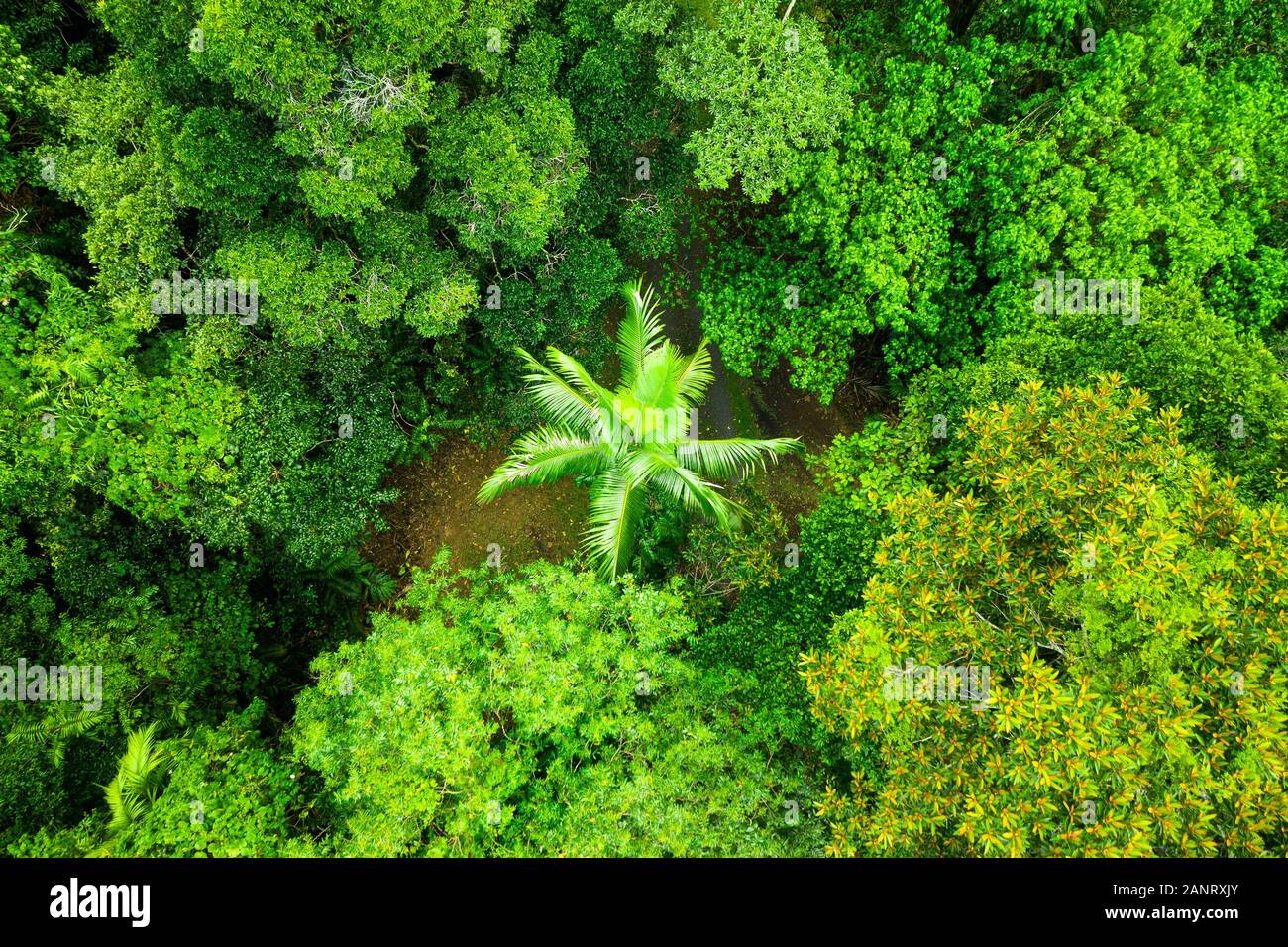 Luftaufnahme über den tropischen Regenwald in Far North Queensland. Stockfoto