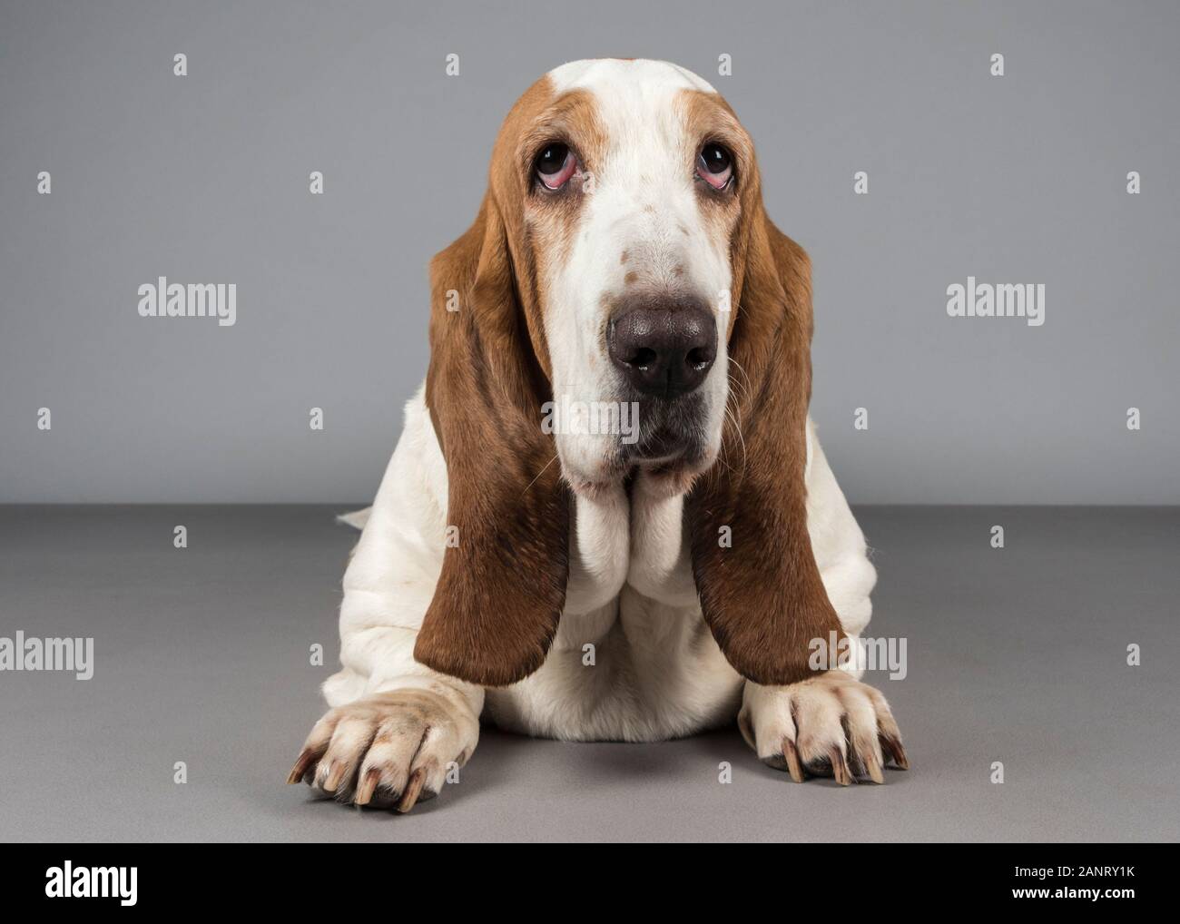 Basset Hound Dog Relaxing, fotografiert in Großbritannien. Stockfoto
