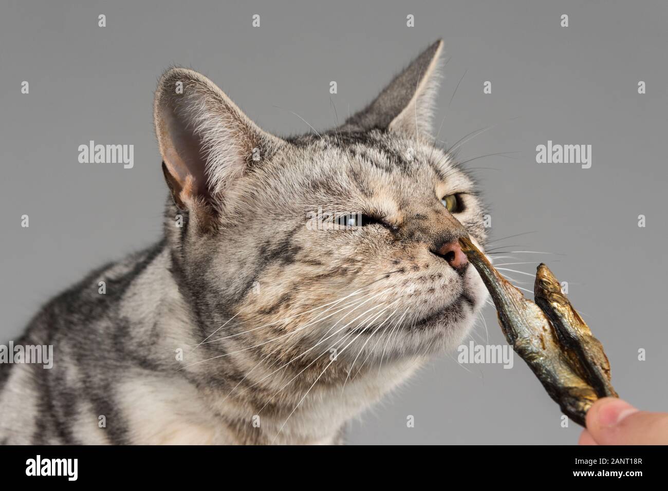 Katze bengalisch Kreuzung (weiblich, 10 Jahre alt), Großbritannien. Stockfoto