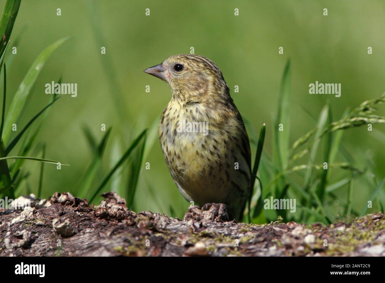 Siskin, Schottland, Großbritannien. Stockfoto