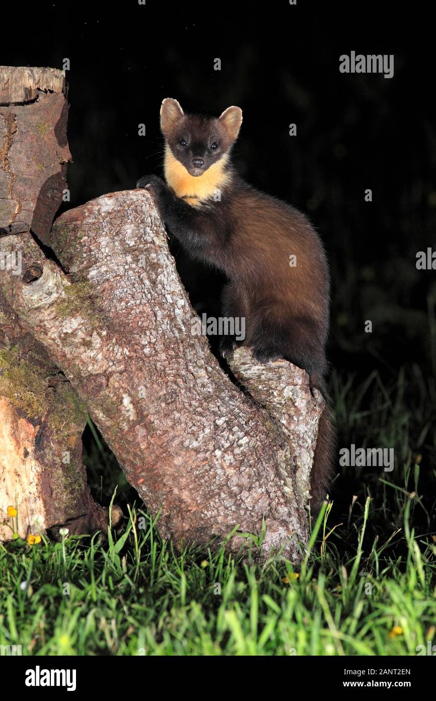 Baummarder (Martes martes) saß auf einem Log in einem ländlichen Garten nach Sonnenuntergang, Schottland, Großbritannien. Stockfoto