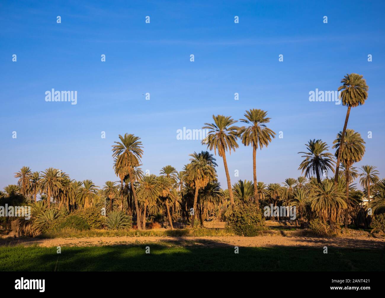 Palmen in einer Oase, Najran Provinz Najran, Saudi-Arabien Stockfoto