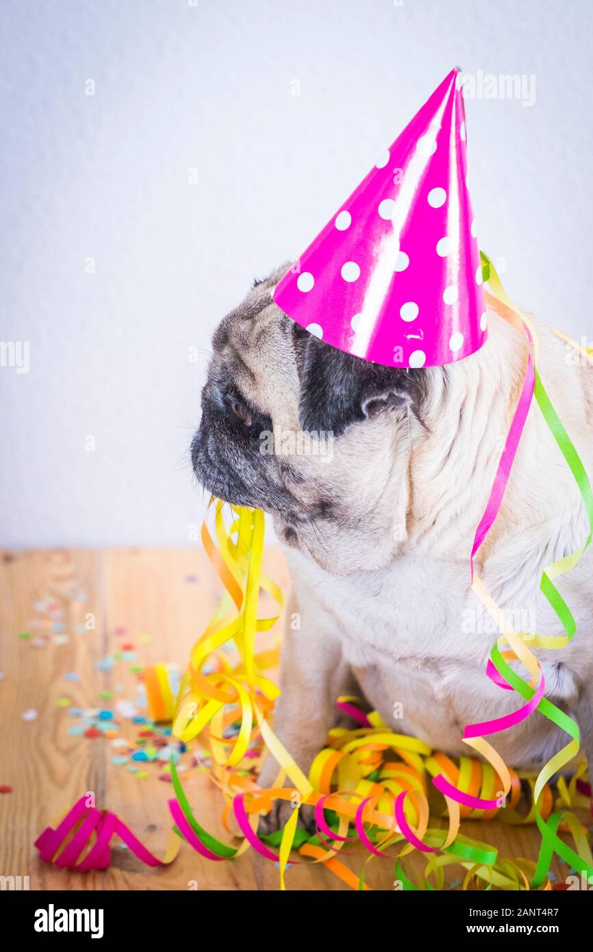 Lustige Hunde Konzept für Geburtstag oder Silvester Feier - alte traurig  Spaß pug Tier mit Ereignis hat und bunte Papiere um Stockfotografie - Alamy