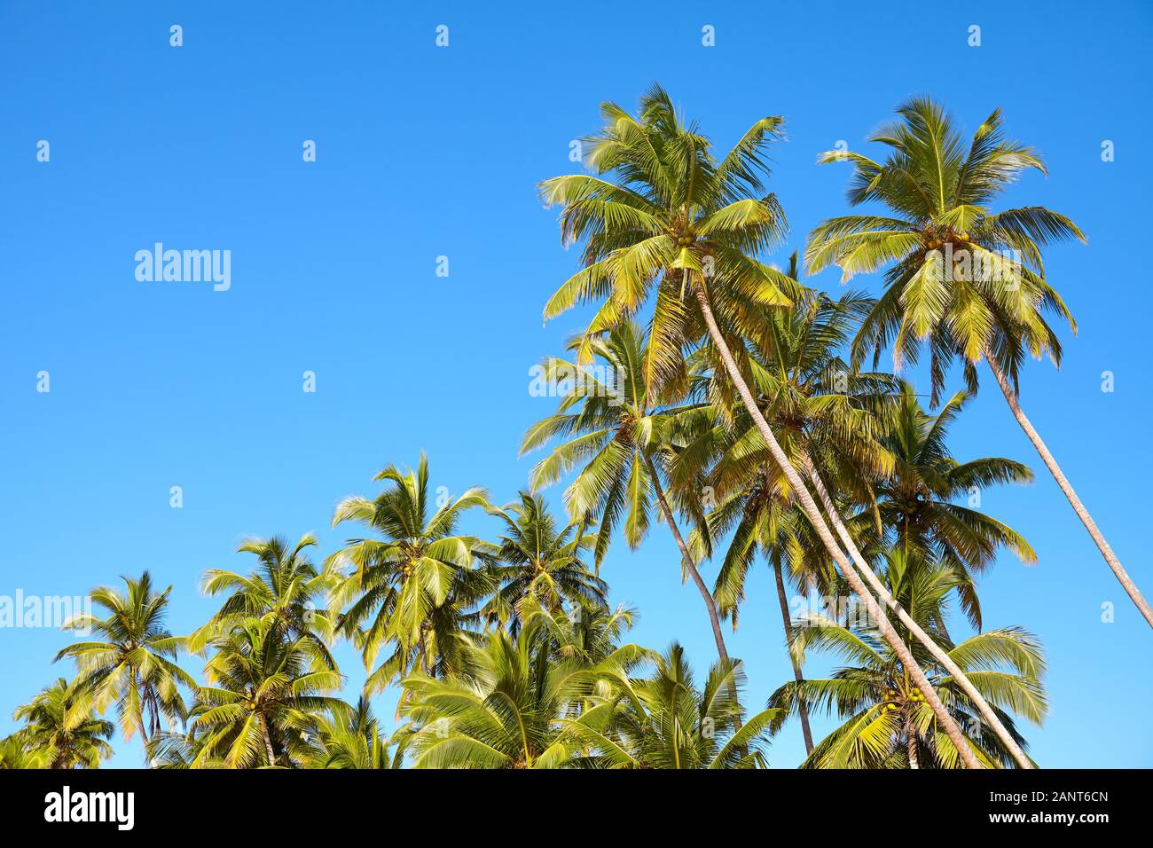 Kokospalmen gegen den blauen Himmel. Stockfoto