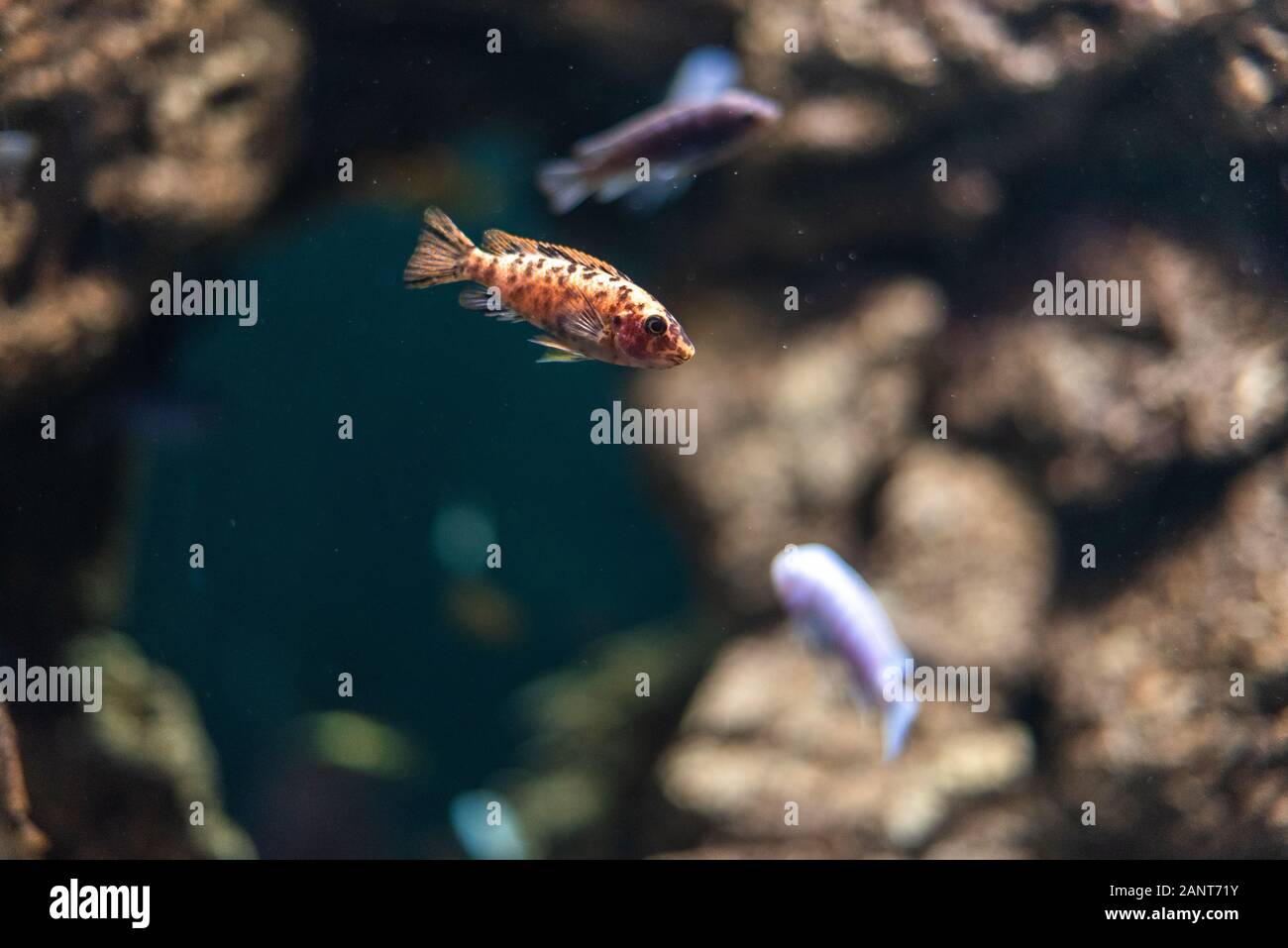 Tiger-Barb Puntius Tetrazone im Aquarienfischzoo grünes Pflanzenwasser Stockfoto