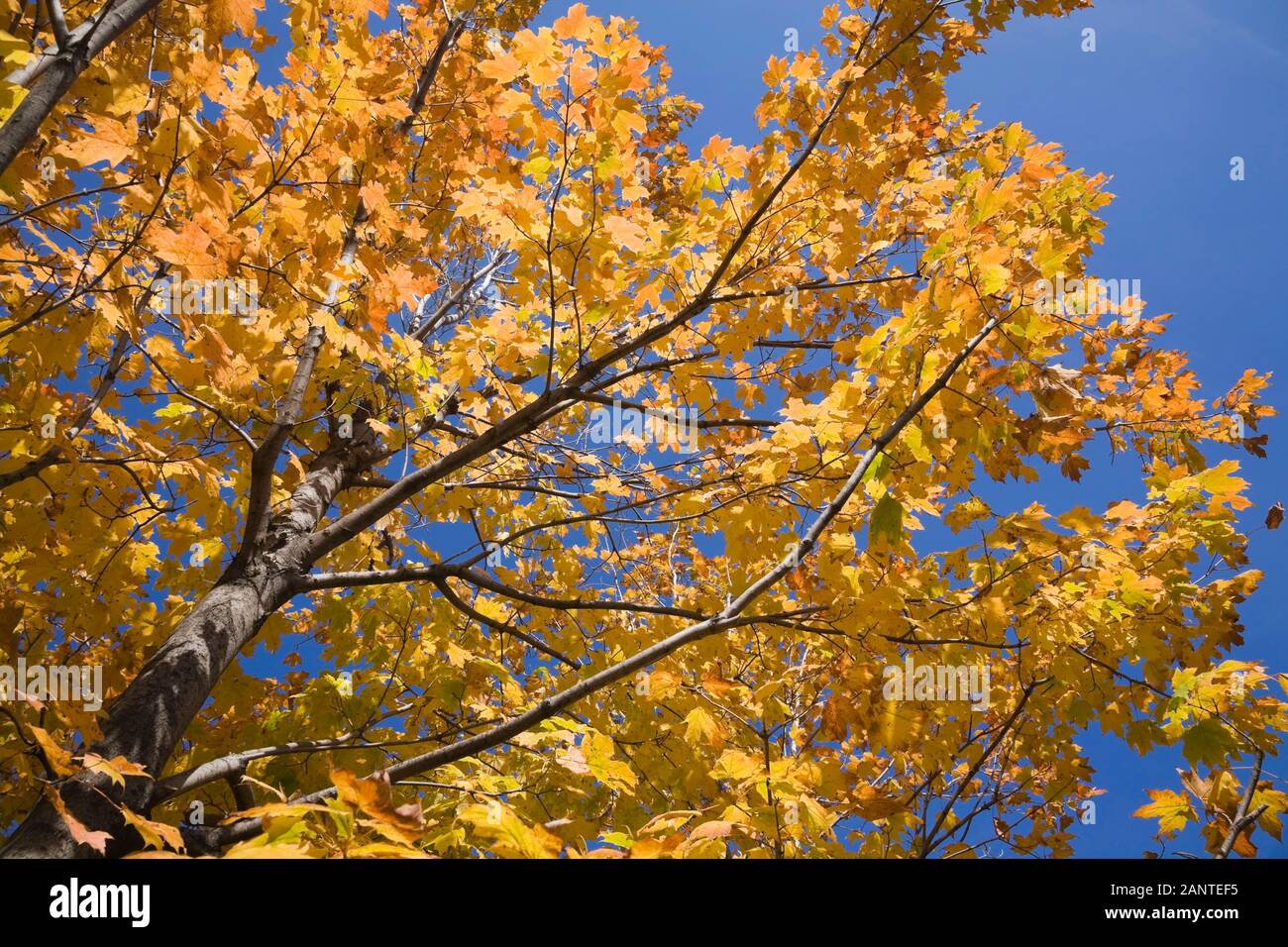 Gelb und orange Acer - Ahornbaum Äste und Blätter gegen einen blauen Himmel im Herbst Stockfoto