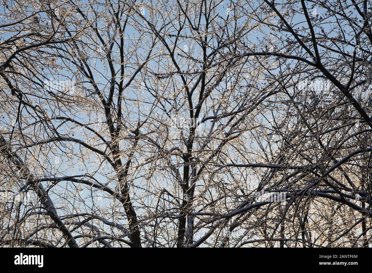 Im Winter nach einem Eissturm vereisten Laubbaumbäste mit Silhouetten Stockfoto