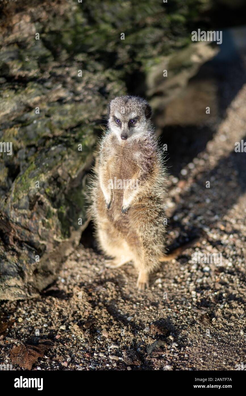 Erdmännchen im Kopenhagener Zoo Stockfoto