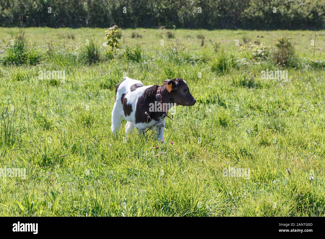 Schwarze und weiße Torte Noire Kalb in ein Feld in der Bretagne Stockfoto