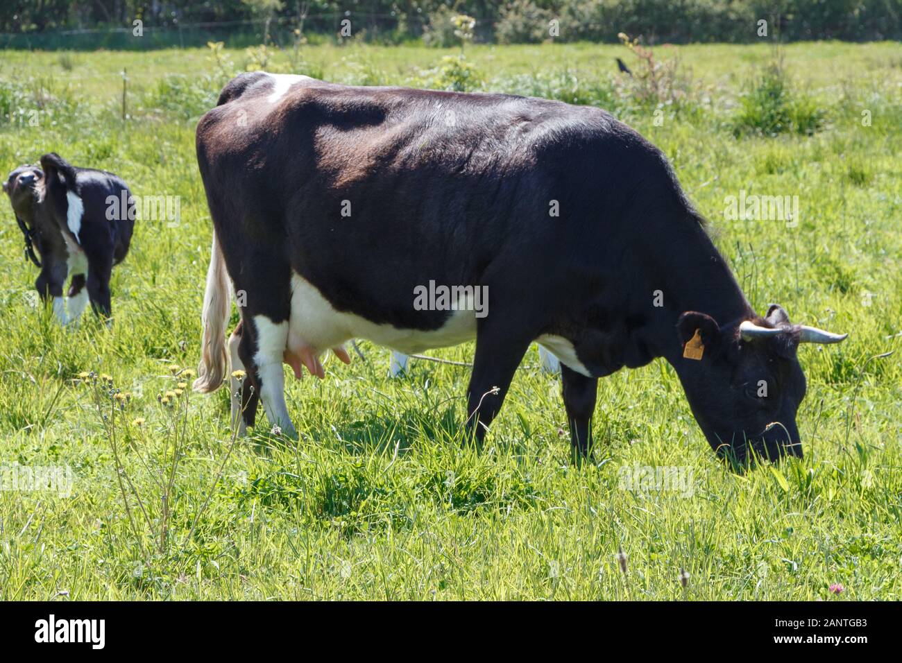 Schwarze und weiße Torte Noire Kalb und Kuh grasen auf ein Feld in der Bretagne Stockfoto