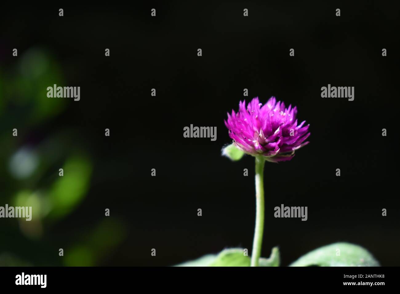 Nahaufnahme Foto von Globe amaranth Blume (Bachelor taste Blume) mit verschwommenen dunklen Hintergrund. Surakarta, Indonesien. Stockfoto
