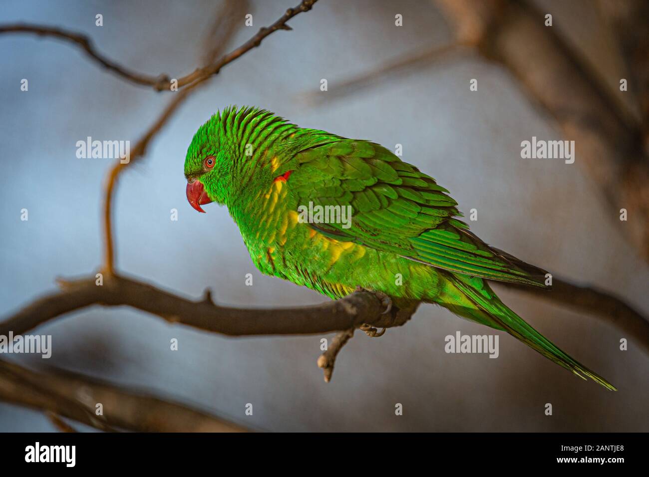 Grün und Gelb Schuppige-breasted lorikeet mit roten Augen und Schnabel hocken auf einem Zweig an einem sonnigen Tag. Verschwommen blauen Hintergrund. Stockfoto