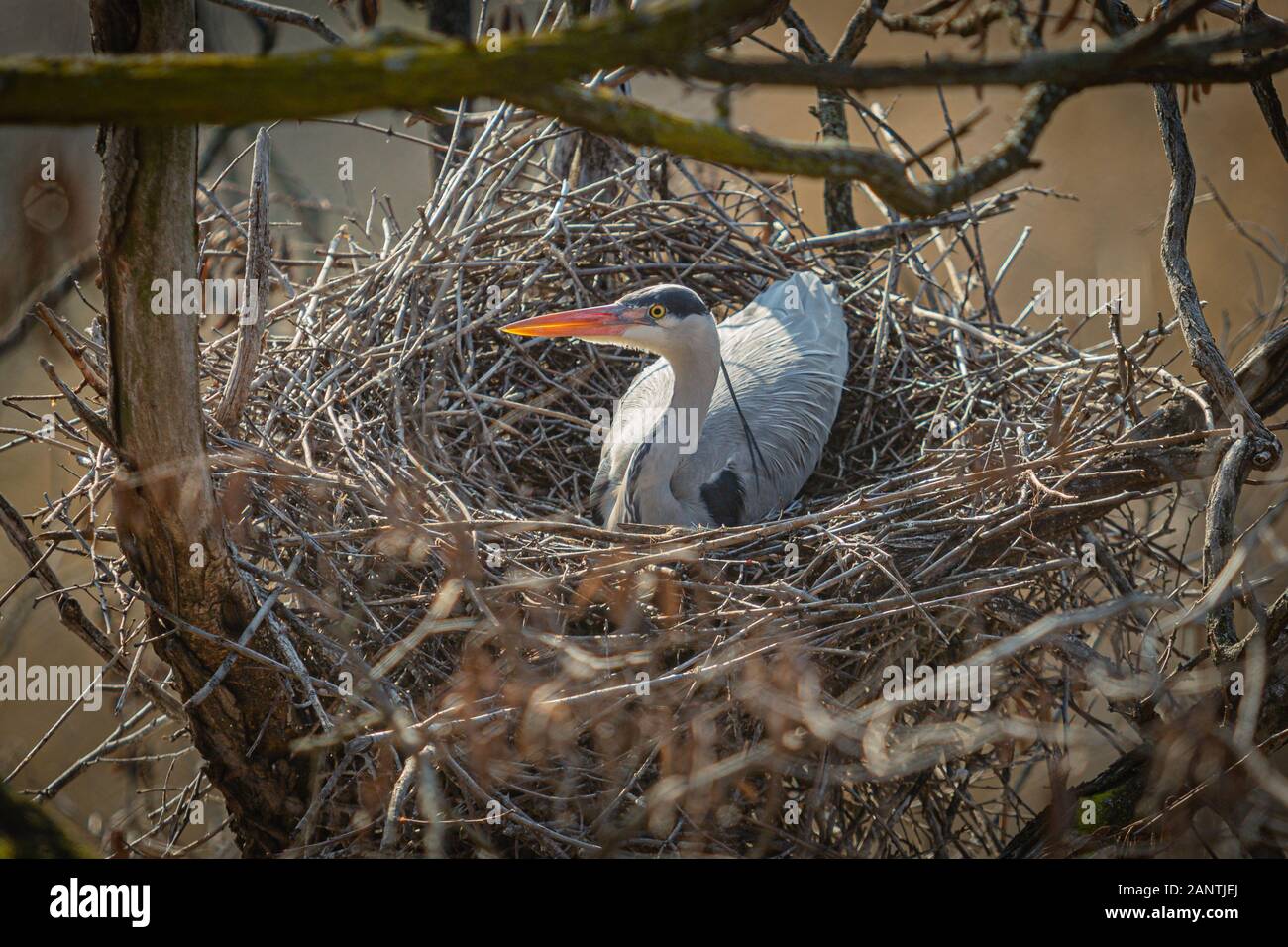 Wilde Graureiher mit scharfen orange Schnabel und gelbe Auge sitzen auf Nest aus Zweigen an einem sonnigen Wintertag. Stockfoto
