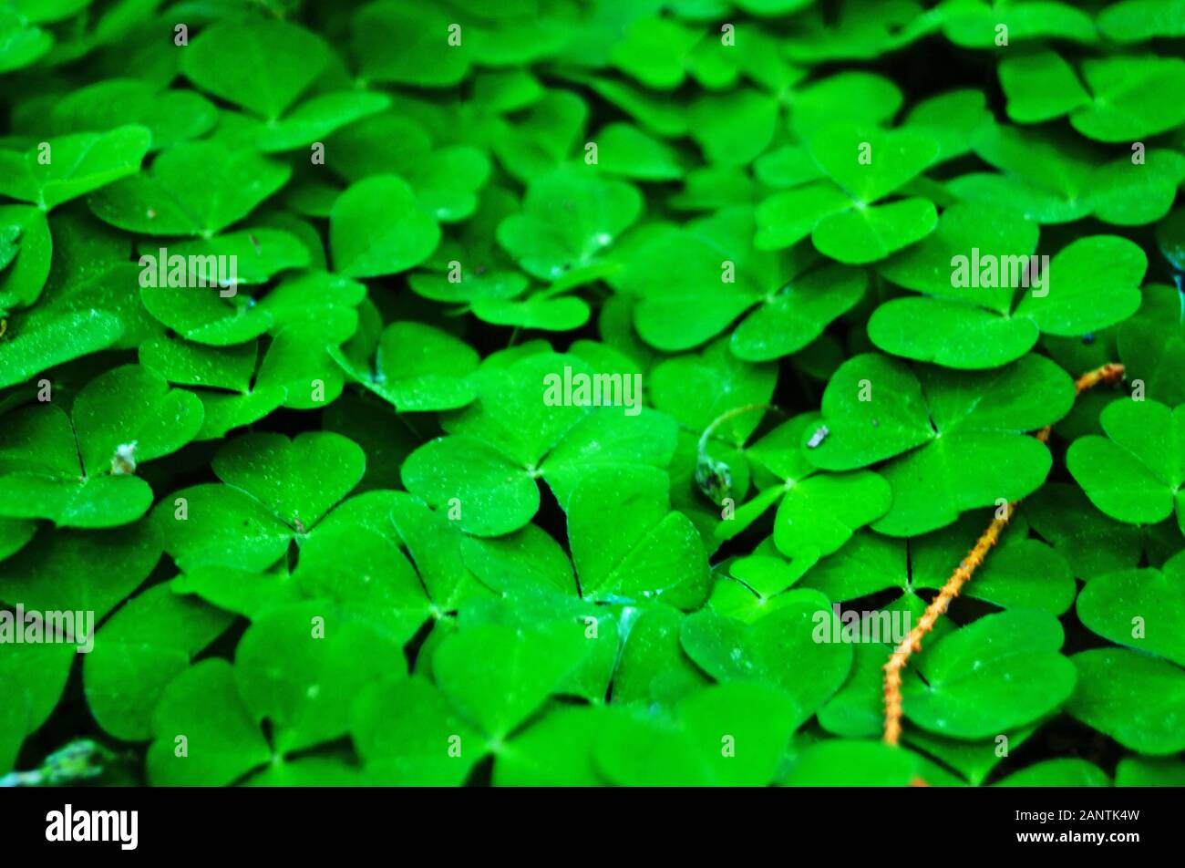 Glade von Clover mit grünen Blättern mit Tropfen Morgentau closeup im Frühjahr Tag Stockfoto