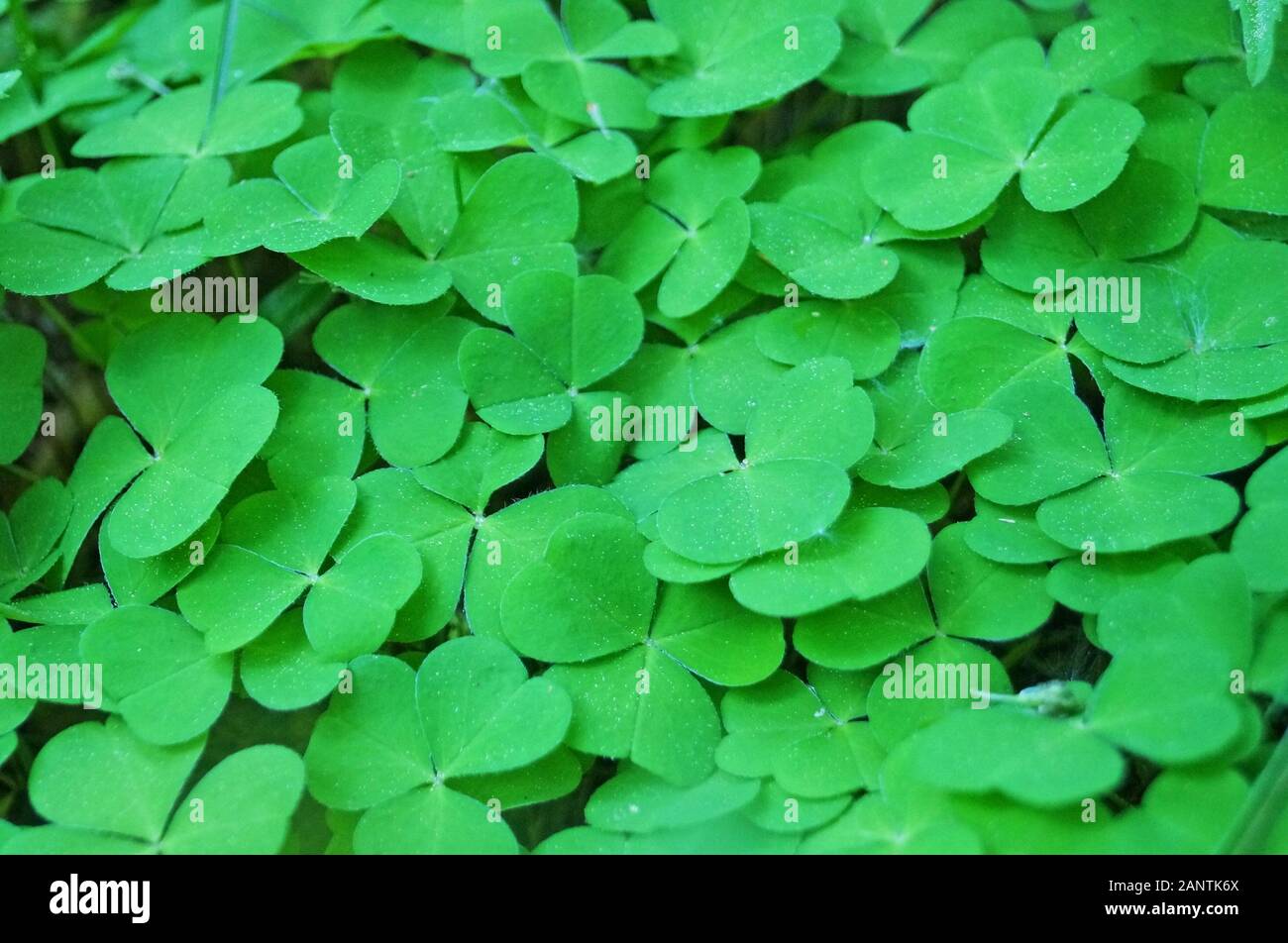 Glade von Clover mit grünen Blättern mit Tropfen Morgentau closeup im Frühjahr Tag Stockfoto