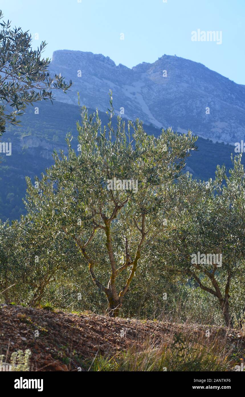 Berge von La Marina (Alicante, Spanien), in der Nähe der Ortschaft Castell de Castells Stockfoto