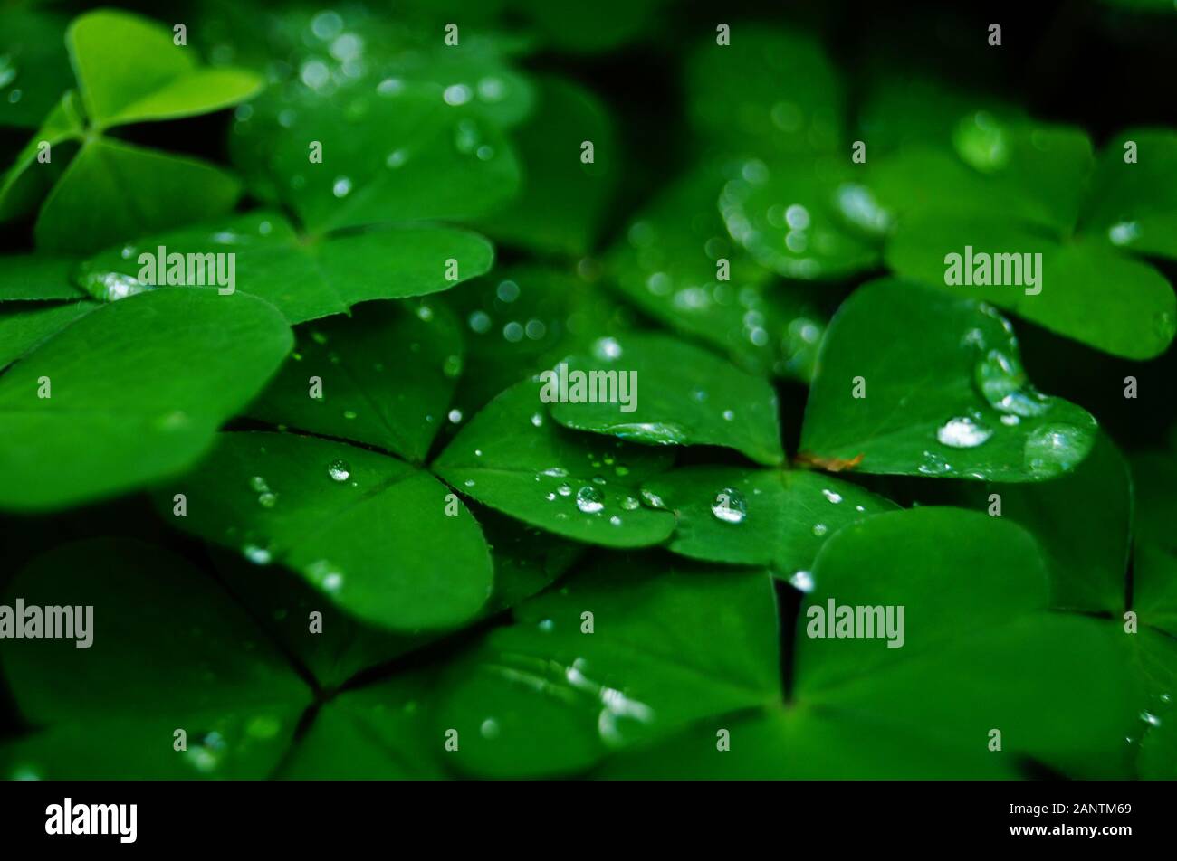 Glade von Clover mit grünen Blättern mit Tropfen Morgentau closeup im Frühjahr Tag Stockfoto