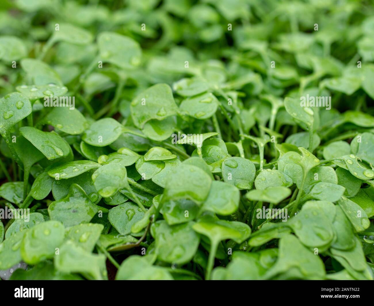 Portulak Winter im Garten wächst im Januar. Stockfoto