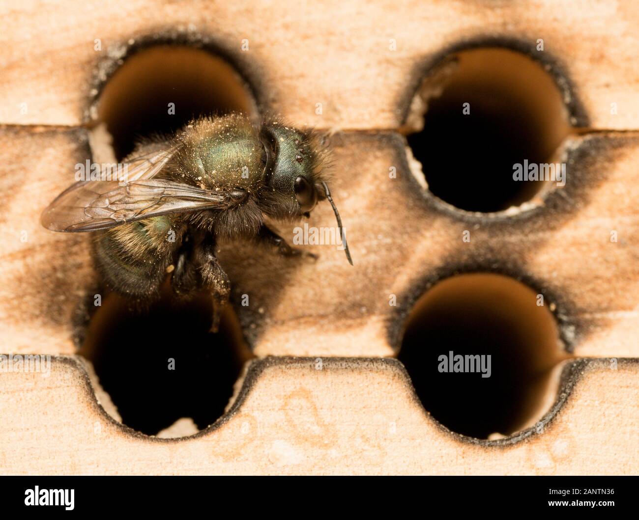 Orchard Mason Bee Weibchen im Nest Block Stockfoto