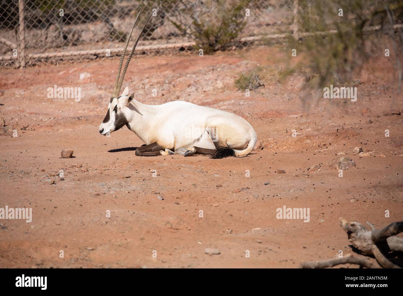 Arabische Oryx im Zoo von Phoenix, Arizona, USA Stockfoto
