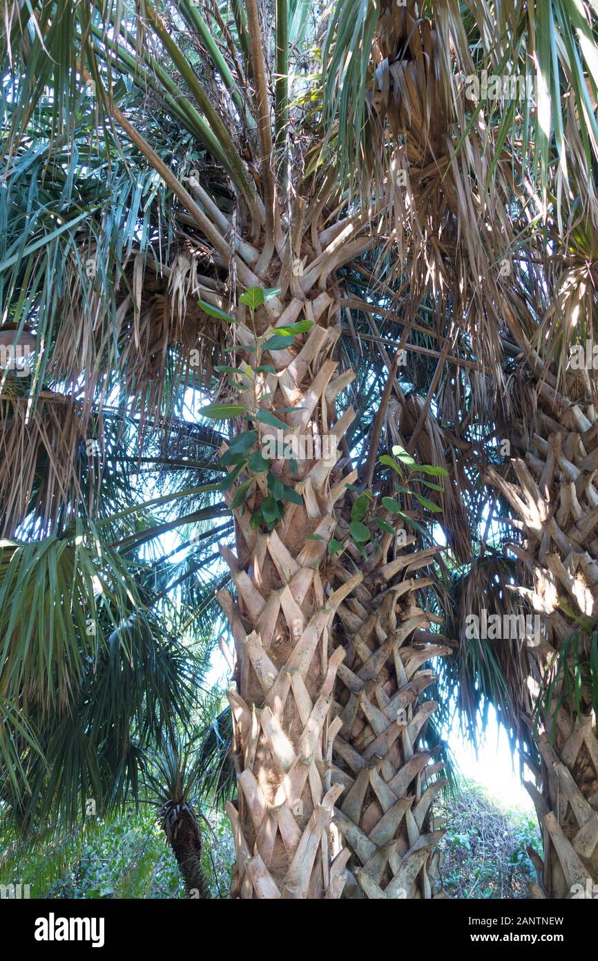 Sabal Riverside palm bei Marie Selby Botanical Gardens in Sarasota, Florida, USA. Stockfoto