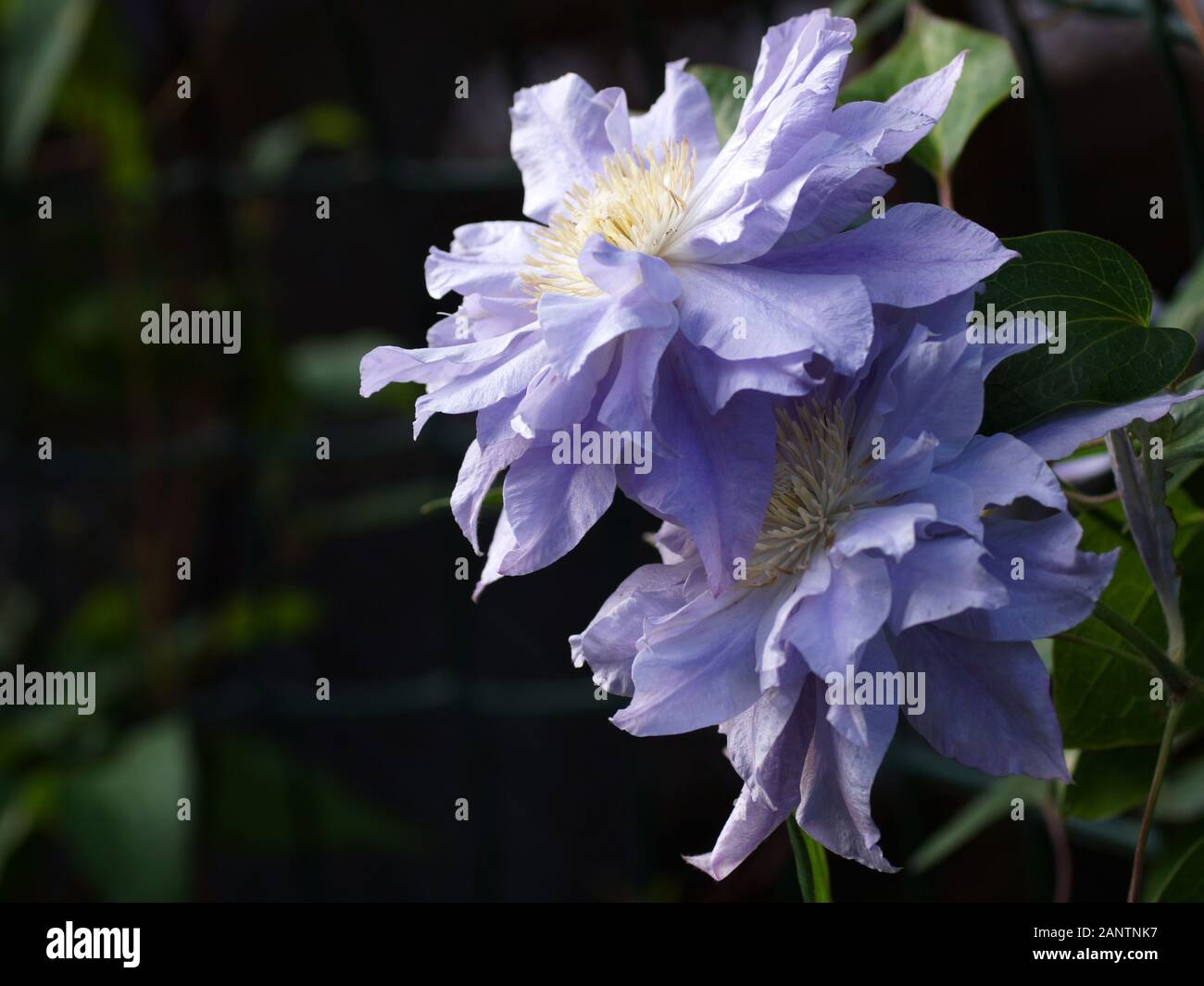 Zwei schöne lila Doppel clematis Blumen close-up. Blumen Clematis Sorten Azure Kugel Stockfoto