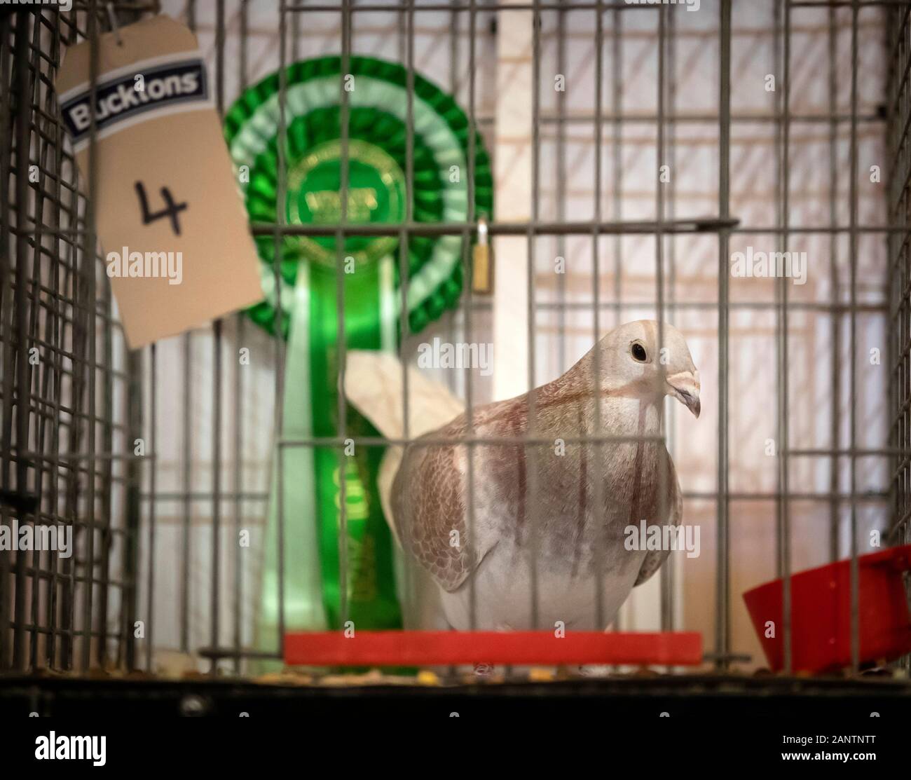 Einen Preis Taube während der britischen Referenzieren Welt Show des Jahres, dem größten pigeon Show ihrer Art in Europa gewinnen, im Winter Gardens in Blackpool. Stockfoto