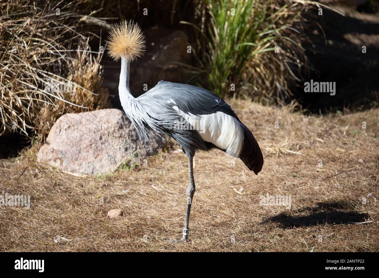 Ein graues gekrönt Kran im Zoo von Phoenix, Arizona, USA Stockfoto