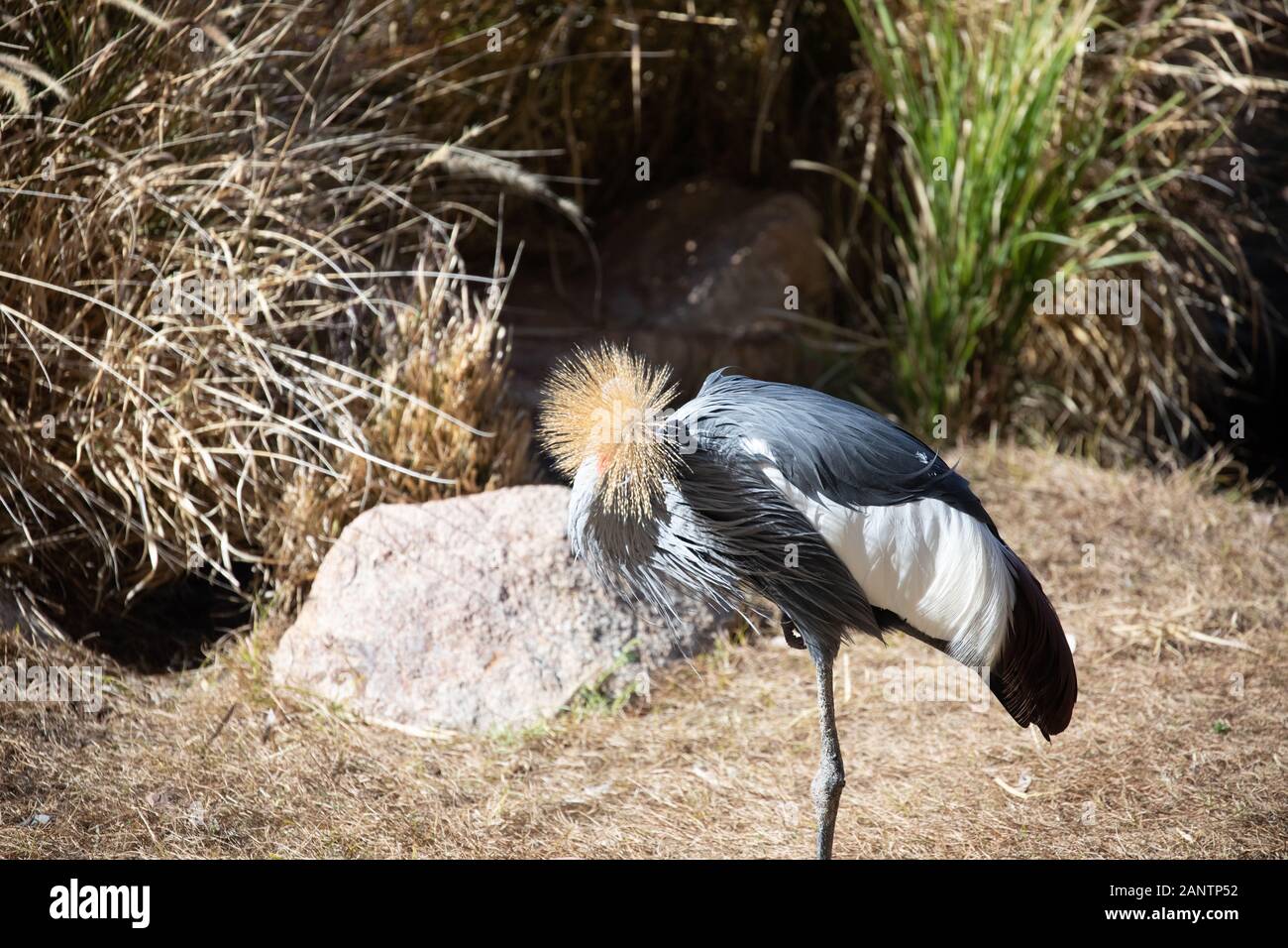 Ein graues gekrönt Kran im Zoo von Phoenix, Arizona, USA Stockfoto