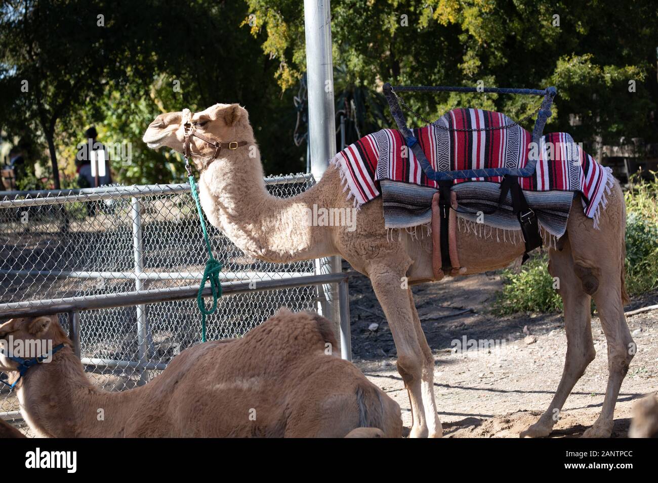 Kamel wartet Fahrten für Besucher im Zoo von Phoenix, Arizona, USA zu geben Stockfoto