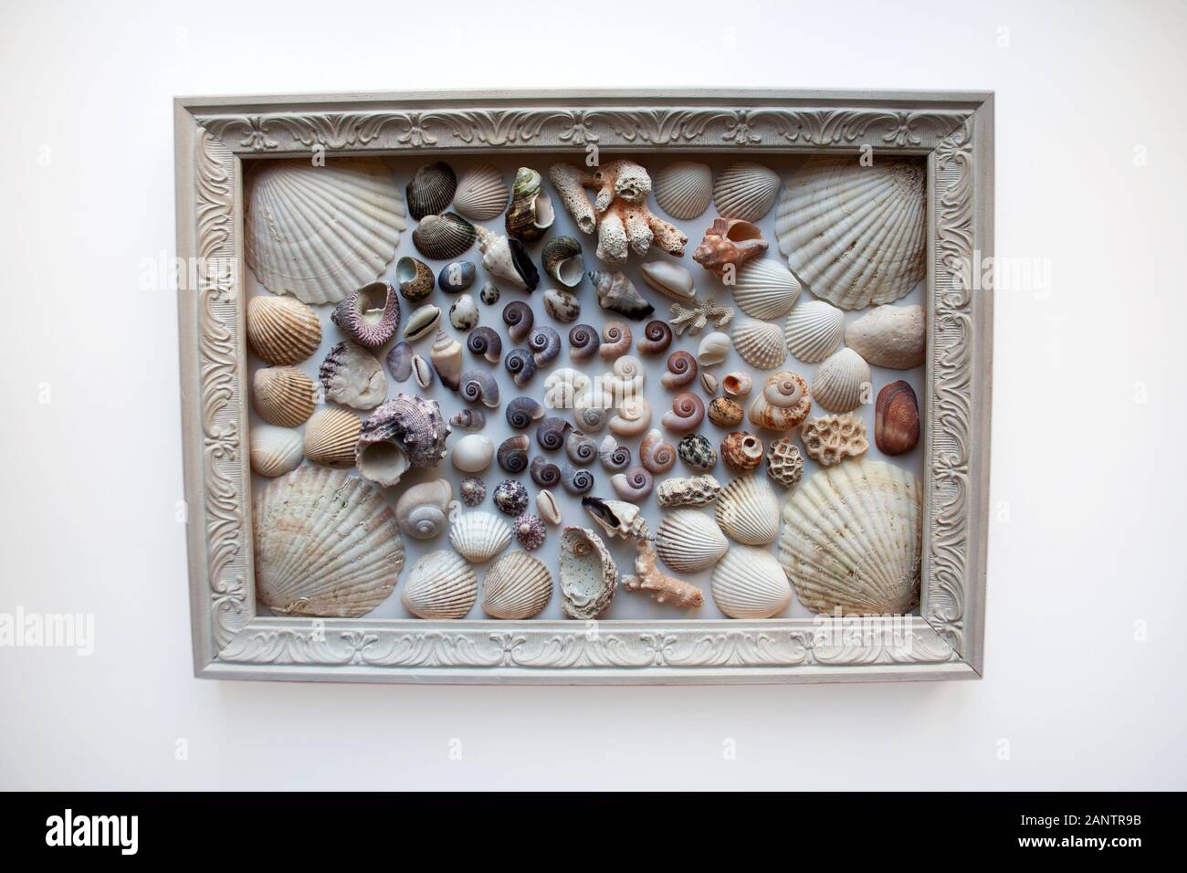 Muscheln und Korallen Zusammensetzung in Holz Bilderrahmen auf weißem Hintergrund Stockfoto