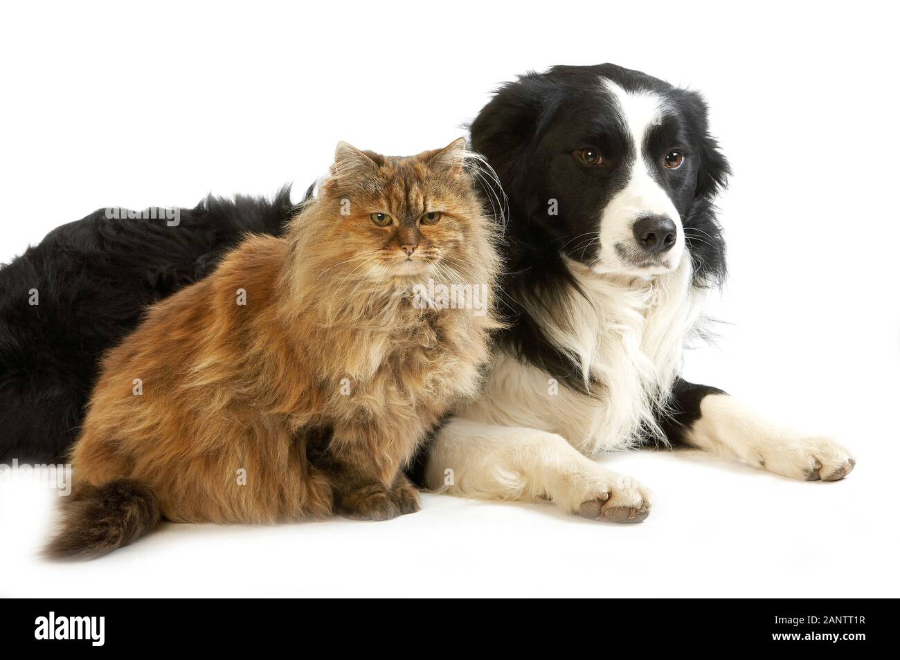 MÄNNLICHER GRENZ-COLLIE-HUND MIT TORTOISESHELL PERSISCH HAUSKATAT Stockfoto