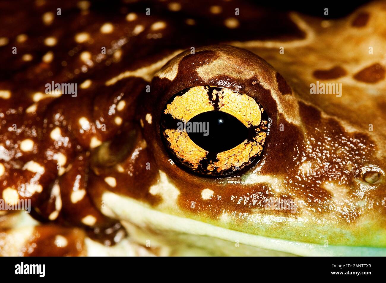 AMAZON Milch Frosch Phrynohyas Resinifictrix, close-up OF EYE Stockfoto