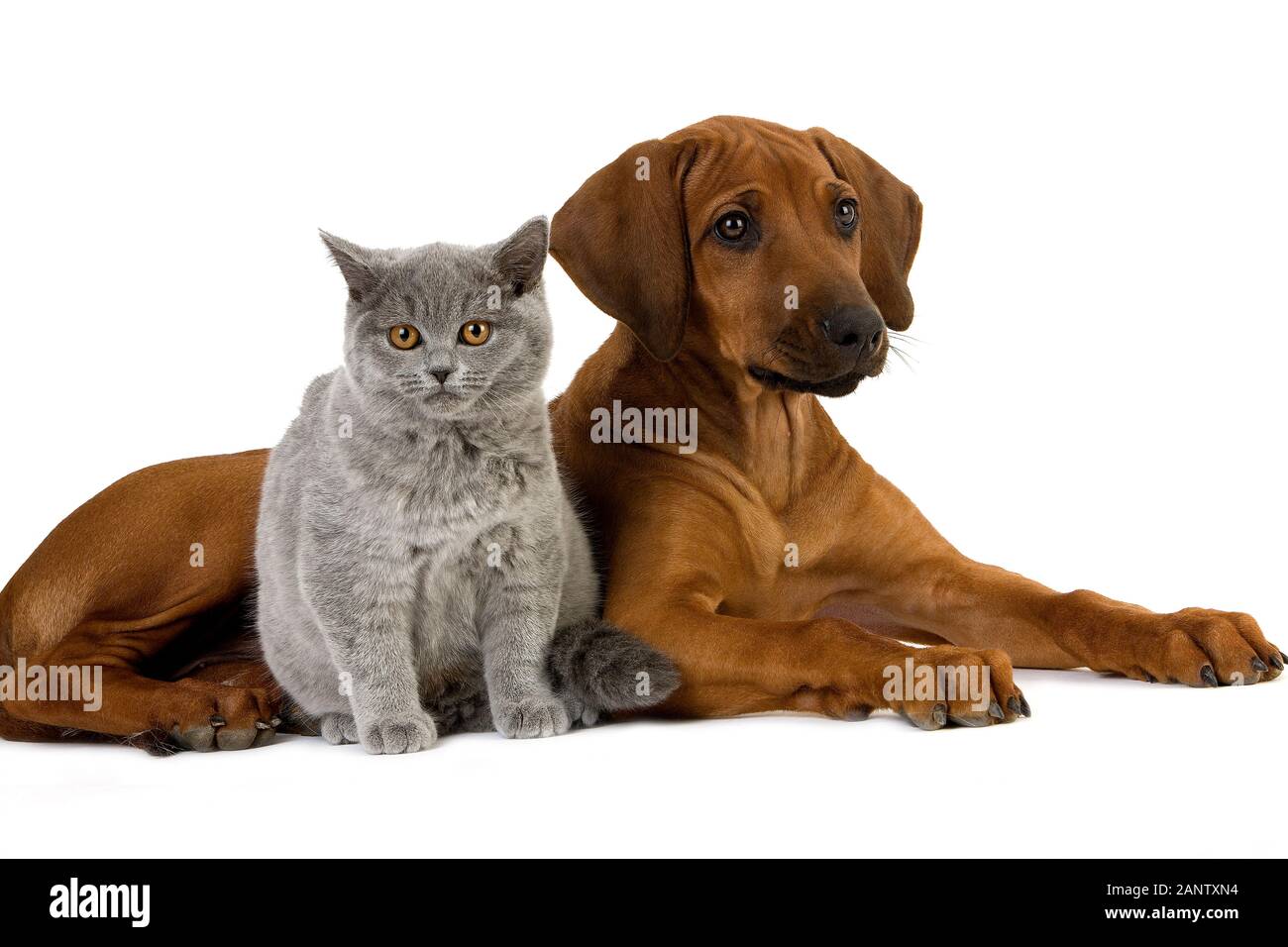 MÄNNLICHE LILA BRITISCH KURZHAAR-HAUSKATZE UND RHODESIAN RIDGEBACK WELPEN 3 MONATE ALT Stockfoto