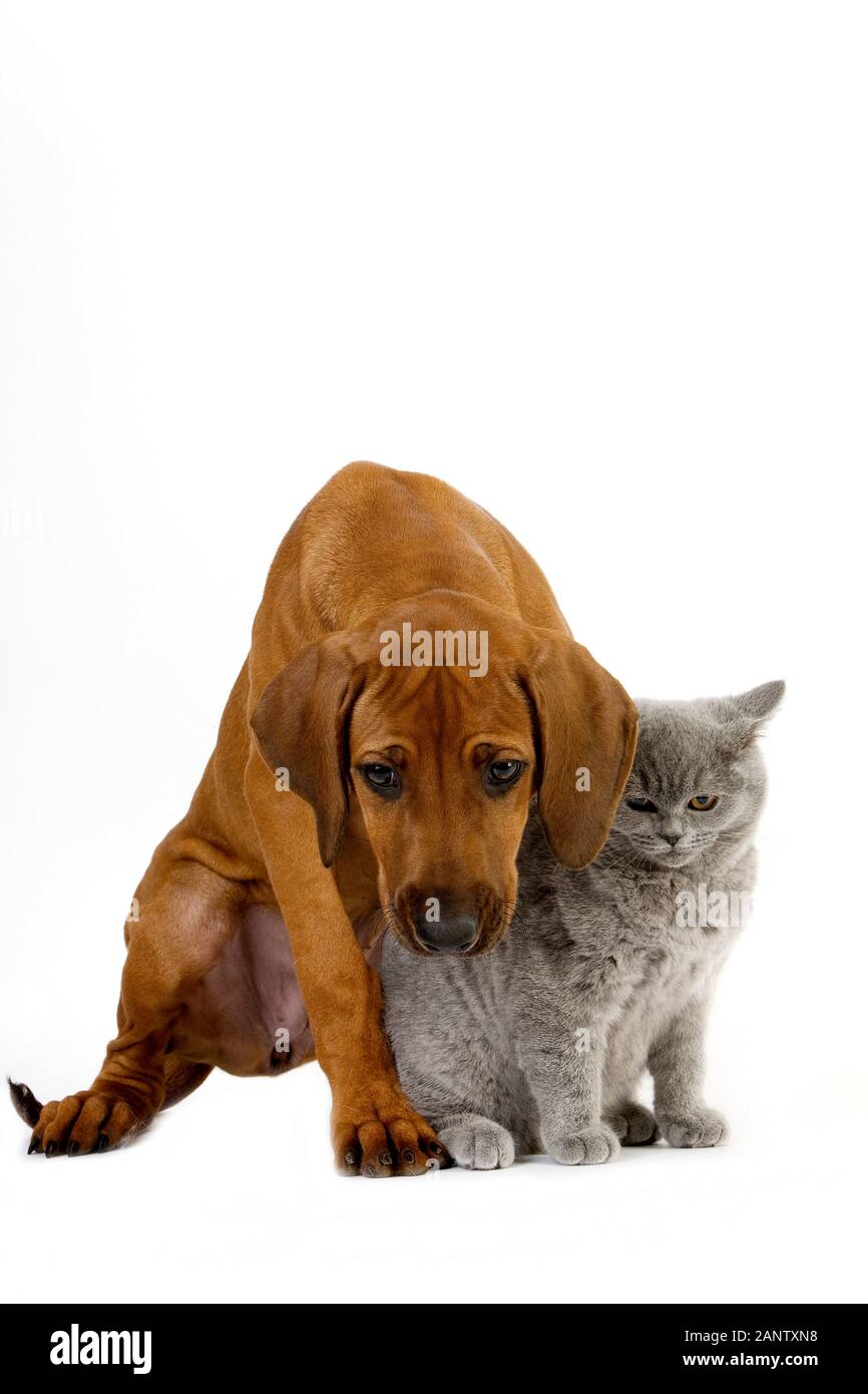 MÄNNLICHE LILA BRITISCH KURZHAAR-HAUSKATZE UND RHODESIAN RIDGEBACK WELPEN 3 MONATE ALT Stockfoto