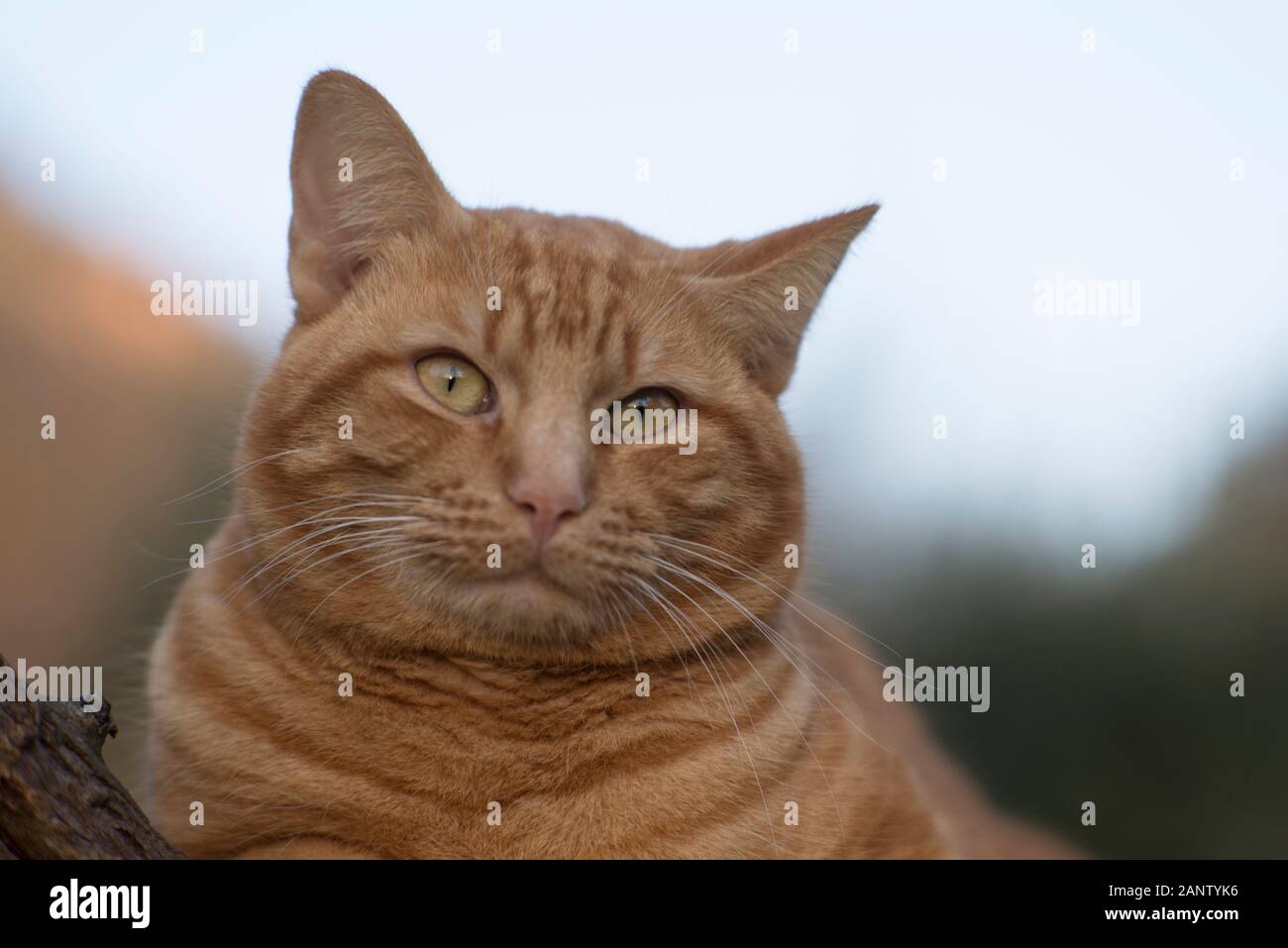 Ginger tabby Katze im Baum Stockfoto