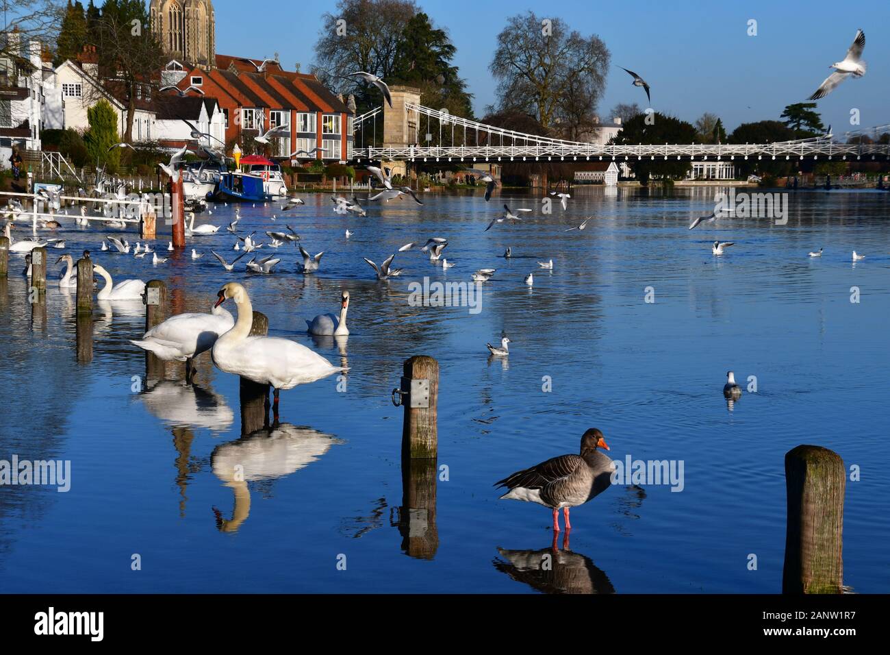 Die Themse in Marlow, Buckinghamshire, UK, die Ufer, was zu Überschwemmungen und die Schließung der Wanderwege von Wasser bedeckt. Der hölzerne Beiträge (im Wasser) sind auf den Fußweg! 19. Januar 2020 Stockfoto