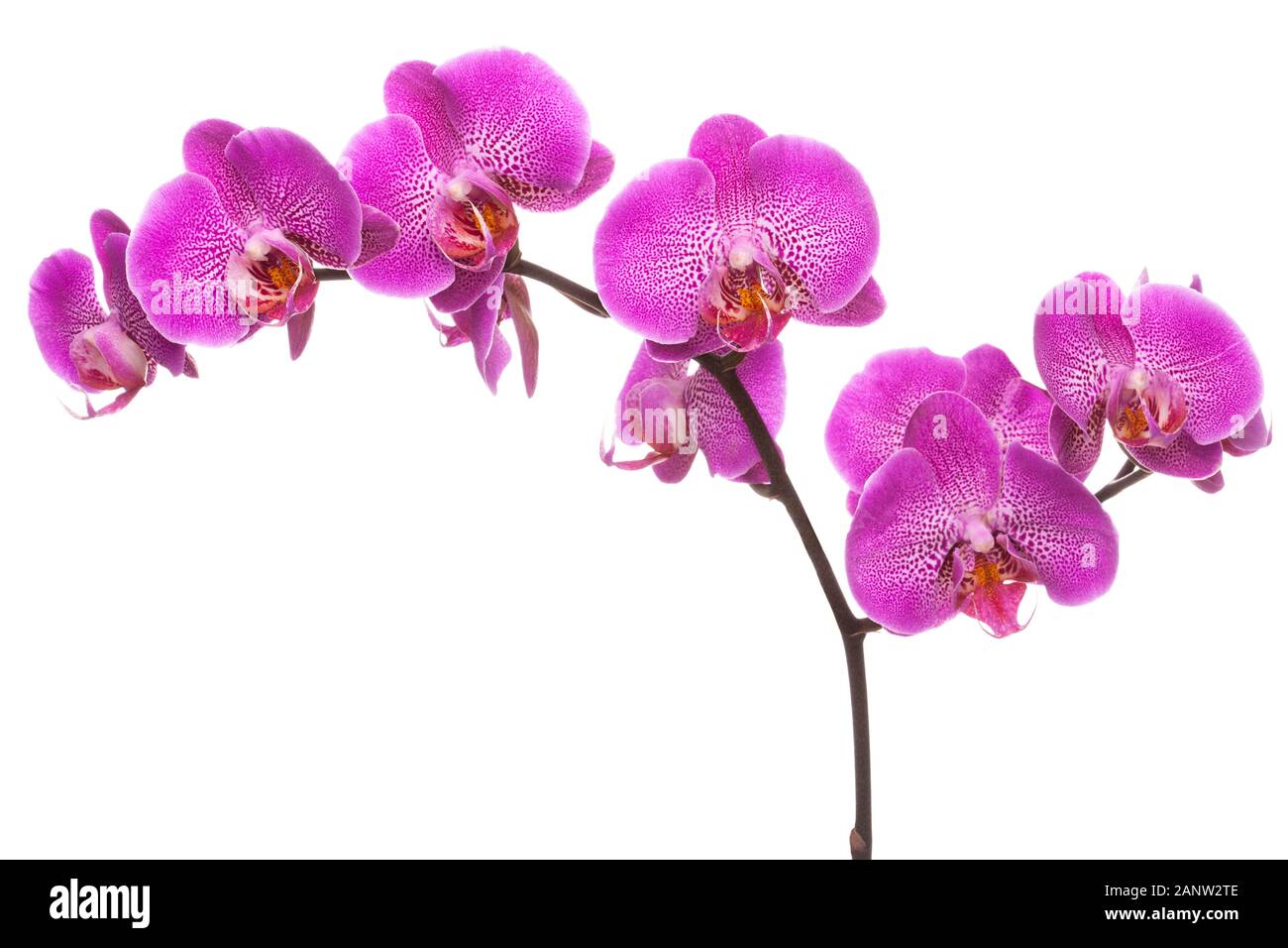 Zweig der rosa blühenden Orchideen, auf weißem Hintergrund. Stockfoto