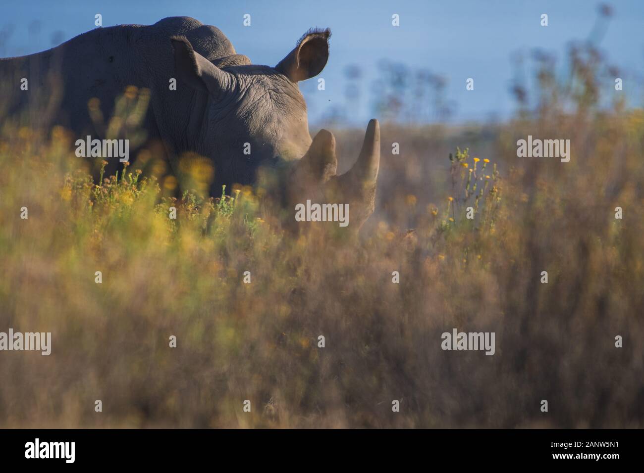 Das Breitmaulnashorn oder Quadrat-lippige Rhinoceros (Ceratotherium Simum) Stockfoto