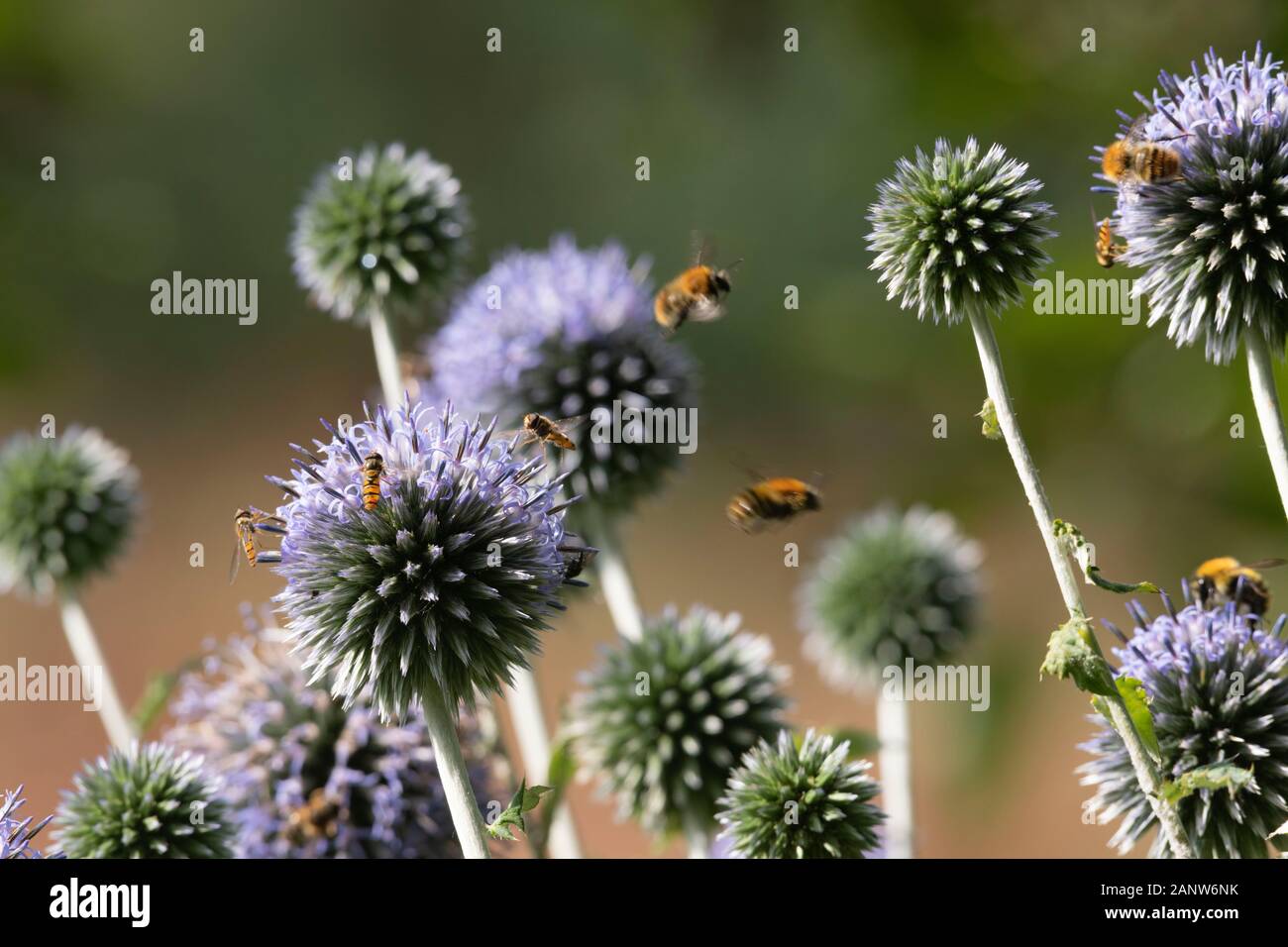 Eine Vielzahl von Hummeln und Hoverbliegen Werden von den Blumen einer Kugeldistel angezogen (Echinops Ritro) Stockfoto
