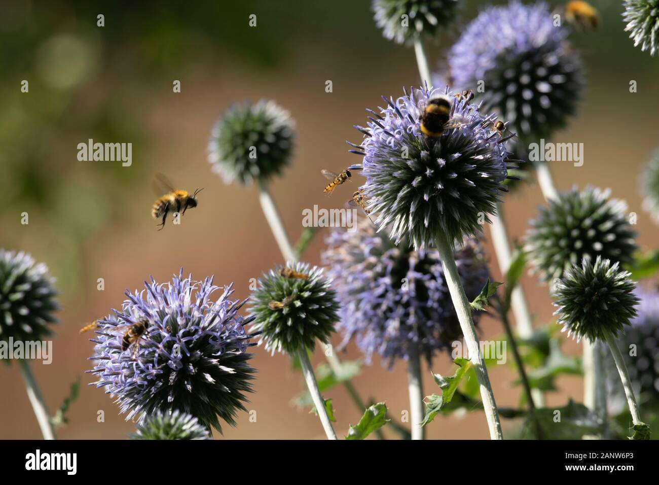 Verschiedene Hummeln Und Hüpffliegen Besuchen Globe Thistle Flowers (Echinops Ritro) im Spätsommer Stockfoto