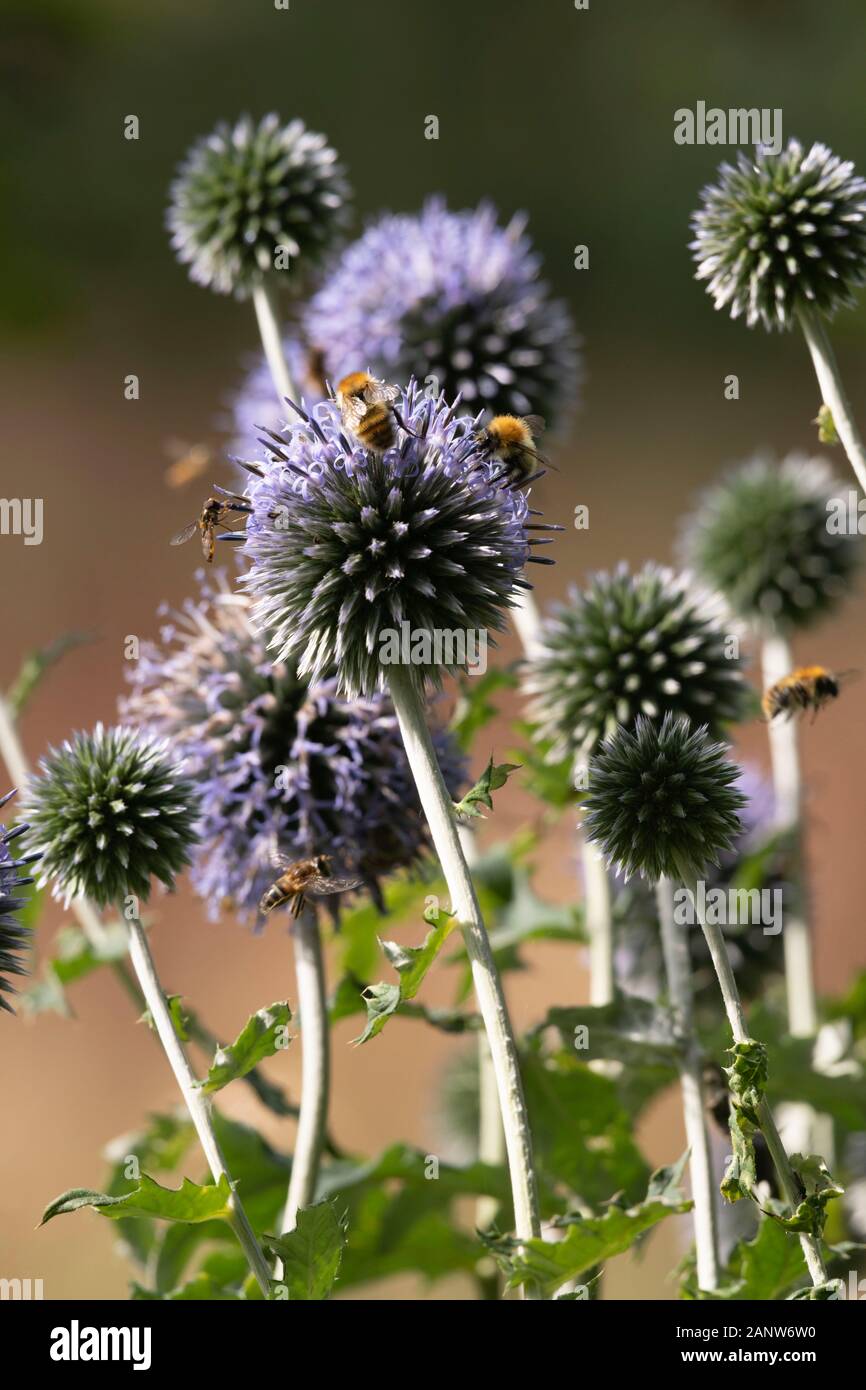 Globe Thistle Flowers (Echinops Ritro) bewirten eine Vielzahl Von Insekten, Darunter gewöhnliche Karderbienen (Bombus Pascuorum) & Hoverbliegen (Episyrphus Balteatus) Stockfoto
