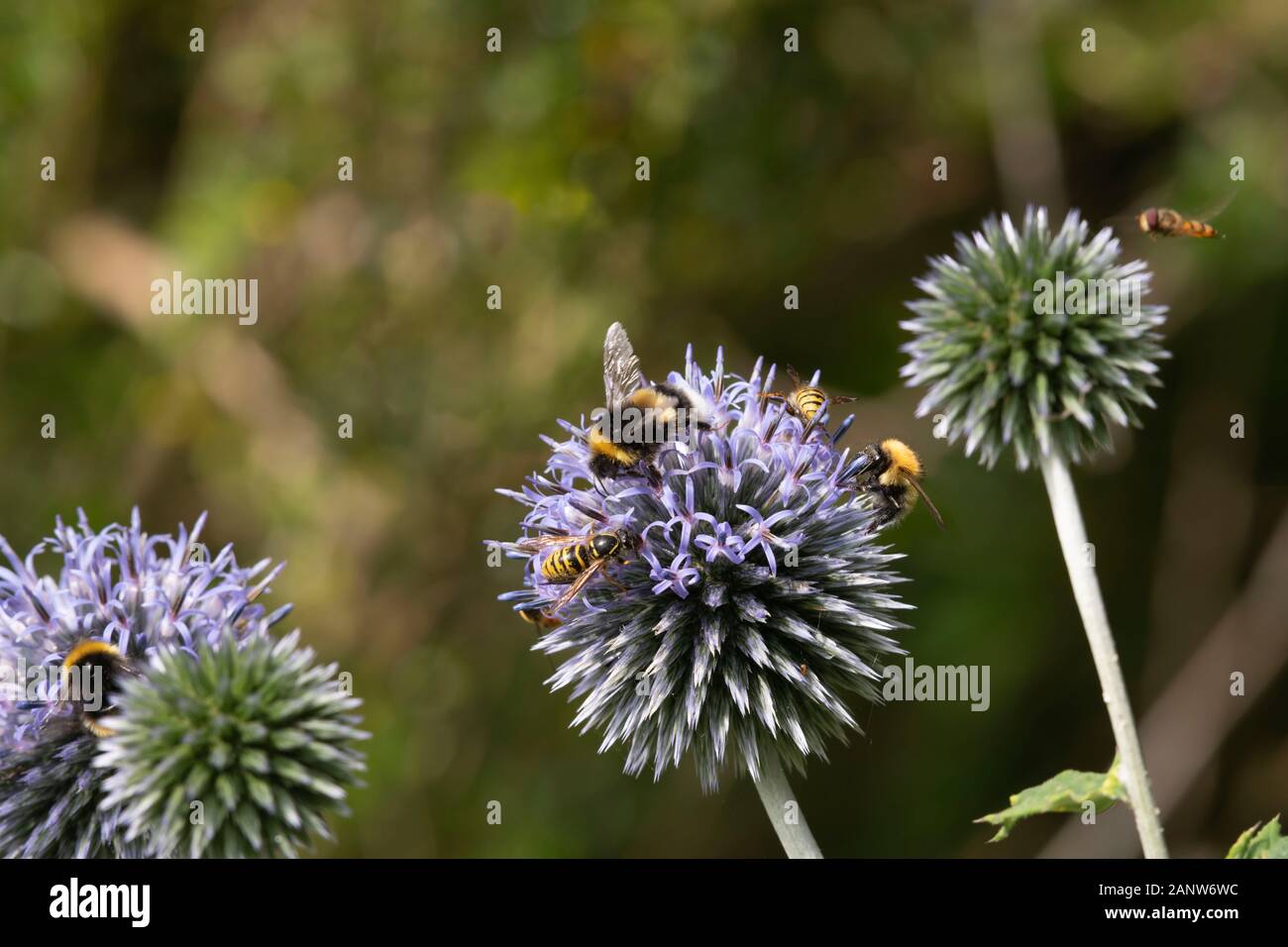 White-Tailed und Common Carder Humblebees (Bombus Lucorum & Pascuorum), Wasps (Vespula Vulgaris) und Hoverflies Versammeln sich auf Globe Thistle Flowers Stockfoto