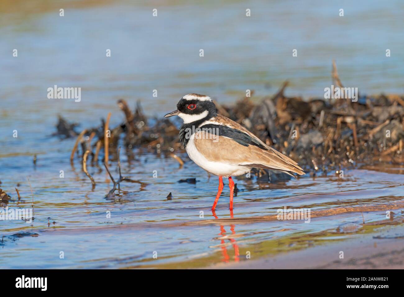 Pied Plover auf ein Feuchtgebiet, das Ufer im Pantanal Nationalpark in Brasilien Stockfoto