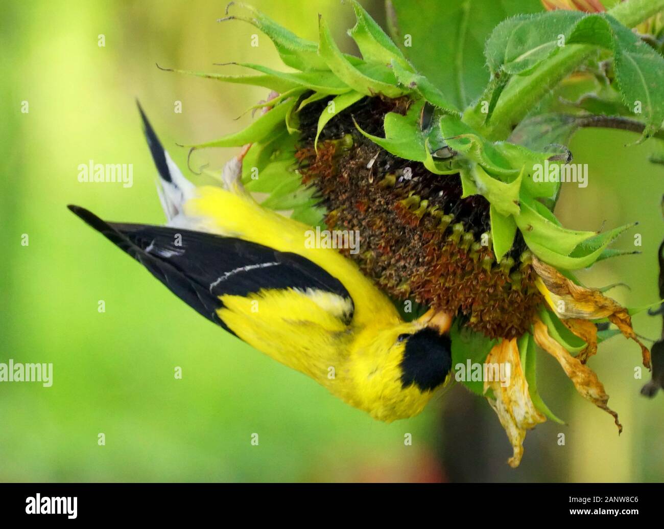 Ein schöner amerikanischer Goldfinch, der im Sommer Sonnenblumensamen isst Stockfoto