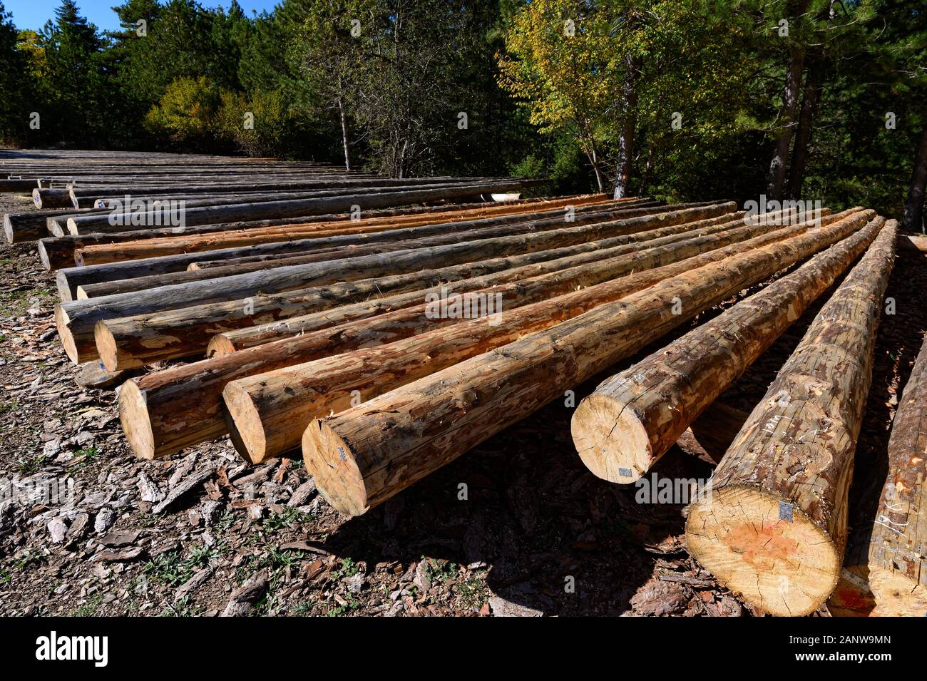 Frisch geschnittenen Baum Protokolle, für den Transport in Griechenland bereit Stockfoto