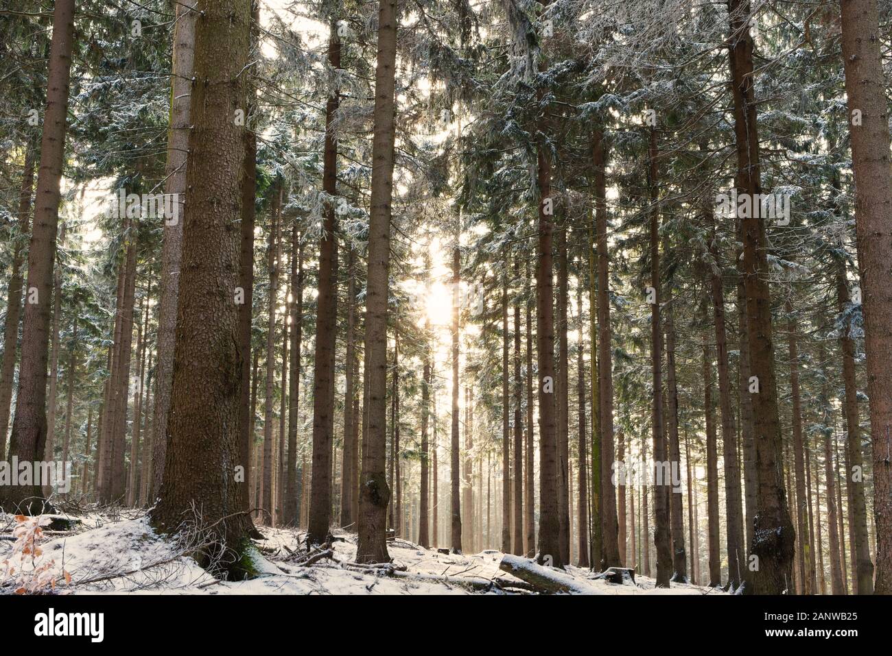 In einem verschneiten Wald im Winter mit Sonnenlicht durchscheinen. Schneebedeckte Fichten und steigende Haze. Stimmungsvolle Winterlandschaft. Stockfoto