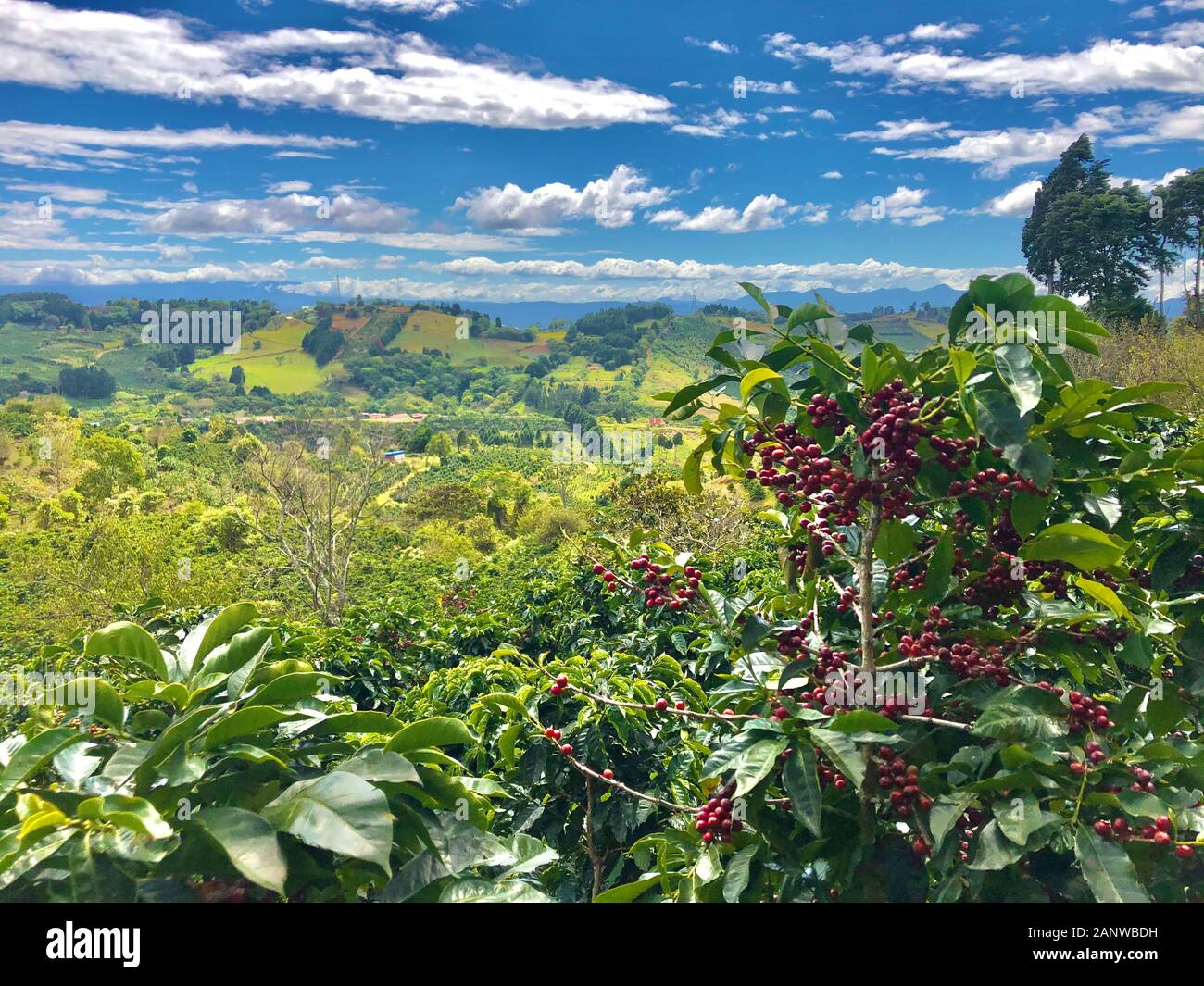 Kaffeeplantage in Costa Rica Stockfoto